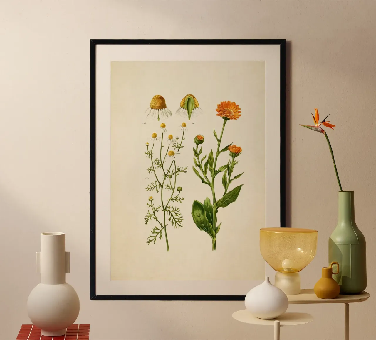 Stampa Calendula e camomilla - Arte botanica d'epoca alle erbe poster con telaio in alluminio da ClubArt