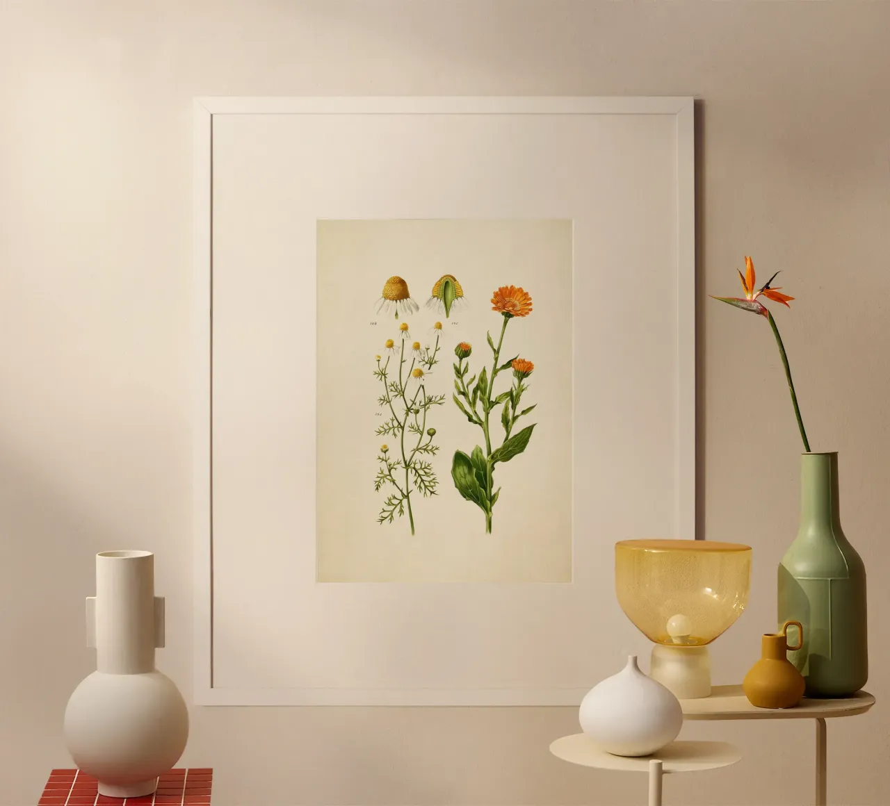 Stampa Calendula e camomilla - Arte botanica d'epoca alle erbe poster con telaio in alluminio da ClubArt