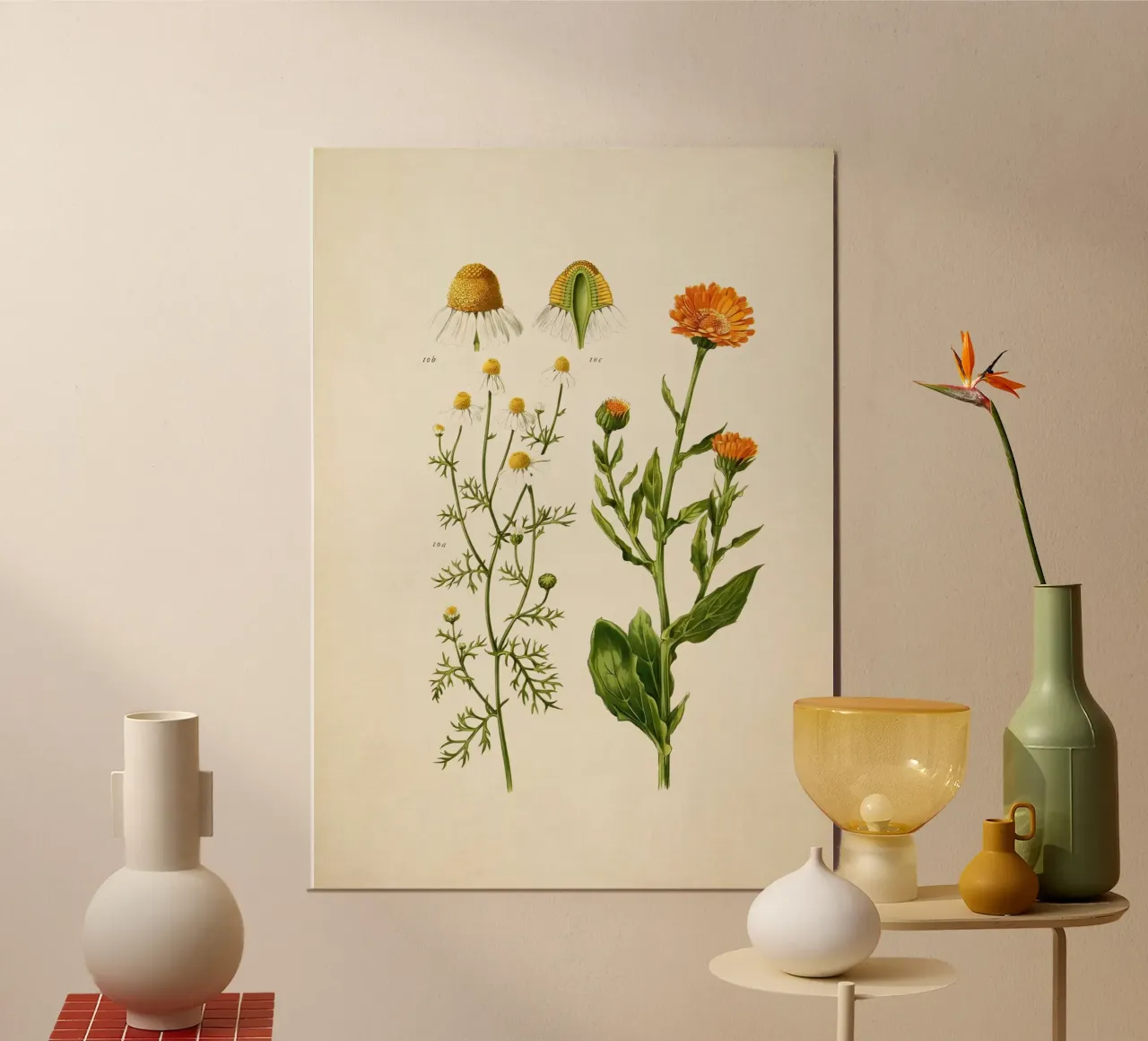 Stampa Calendula e camomilla - Arte botanica d'epoca alle erbe poster con telaio in alluminio da ClubArt