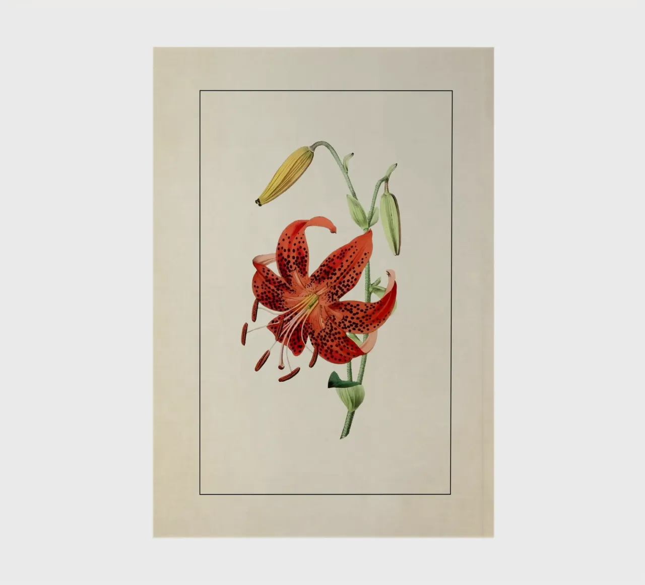 Lilium Lancifolium Print - Vintage Tiger Lily Botanical Art notebook by ClubArt