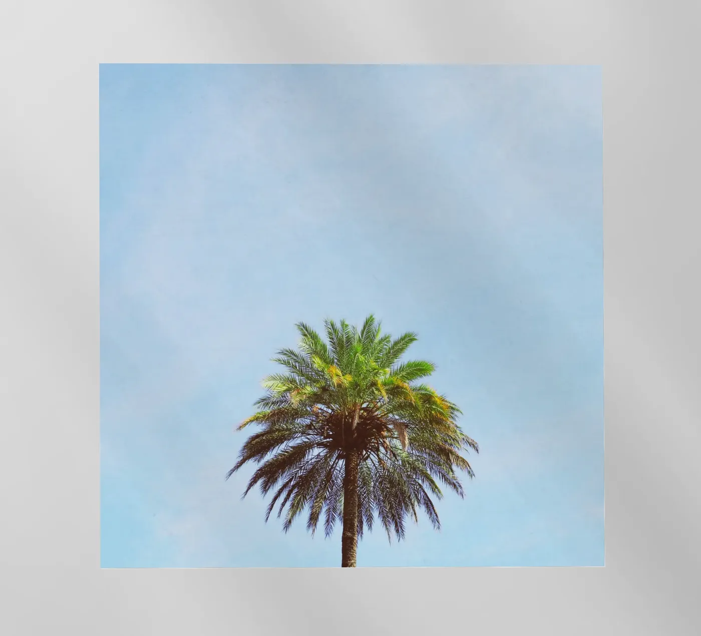 Palmboom backlit folie van Cassia Beck Photography