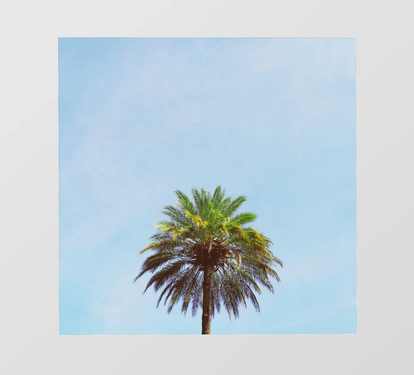 Palmboom backlit folie van Cassia Beck Photography