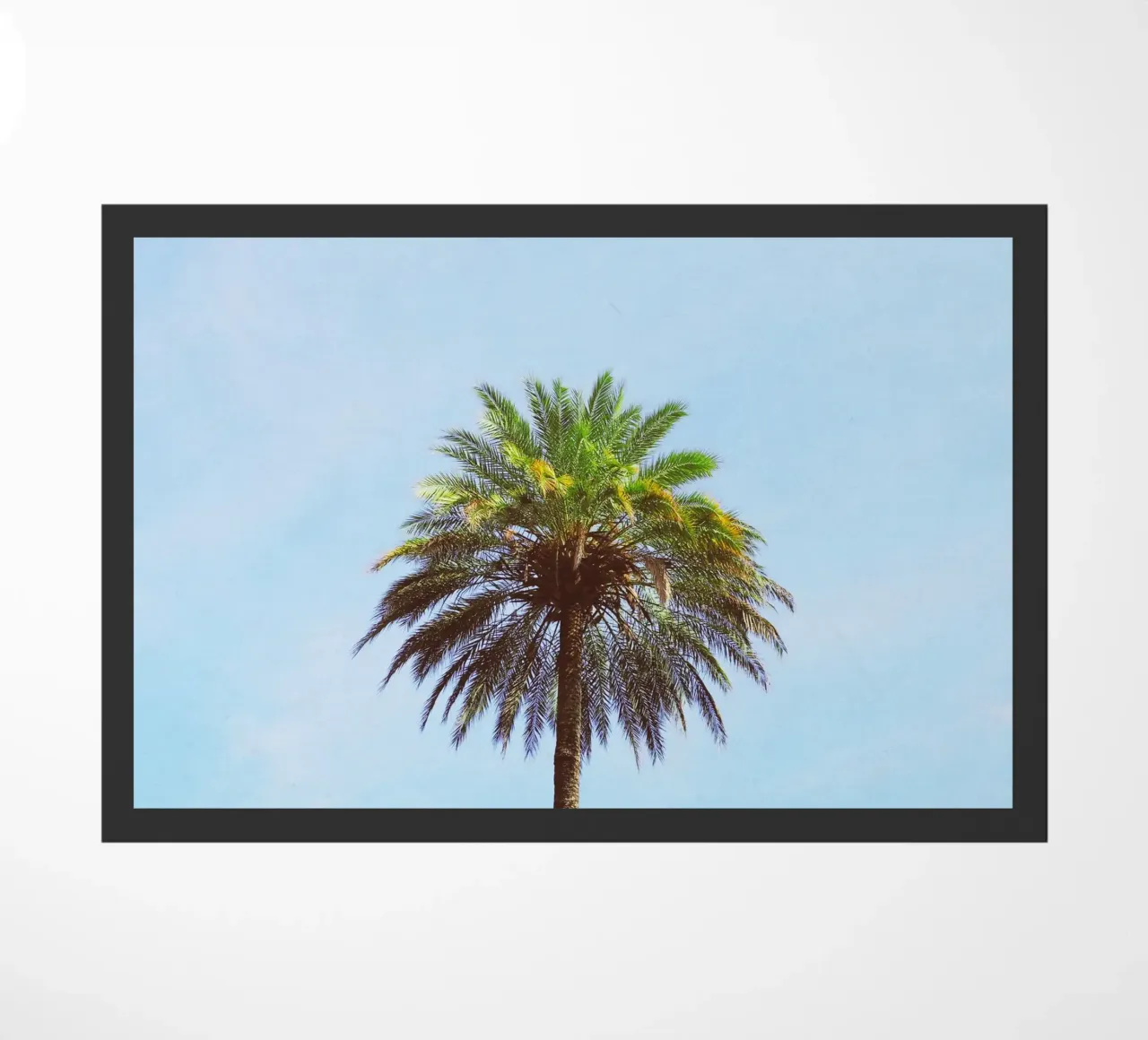 Palma zerbino da Cassia Beck Photography