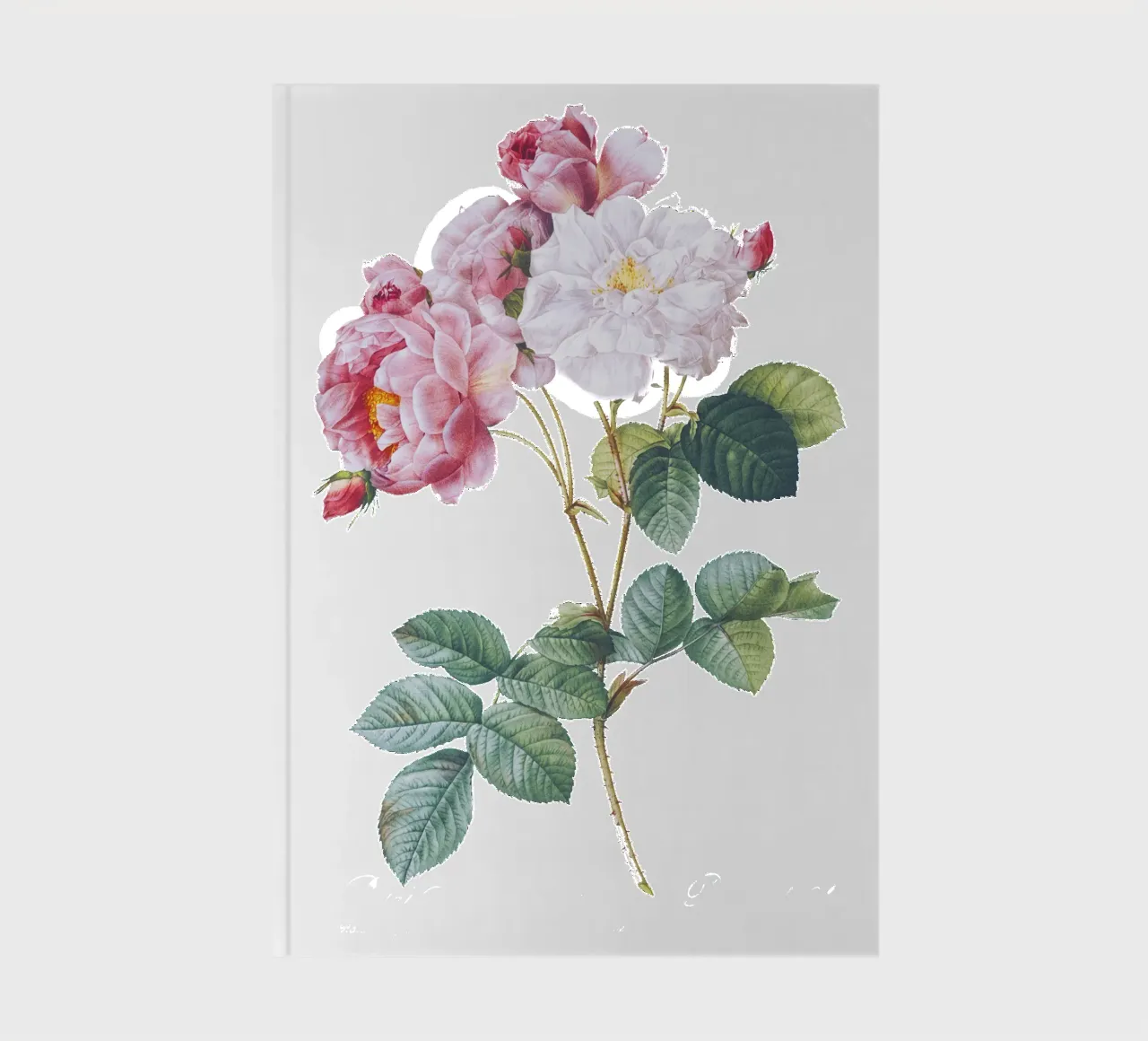 Pierre-Joseph Redoutés Rosa × damascena, Notizbuch von Venus Art