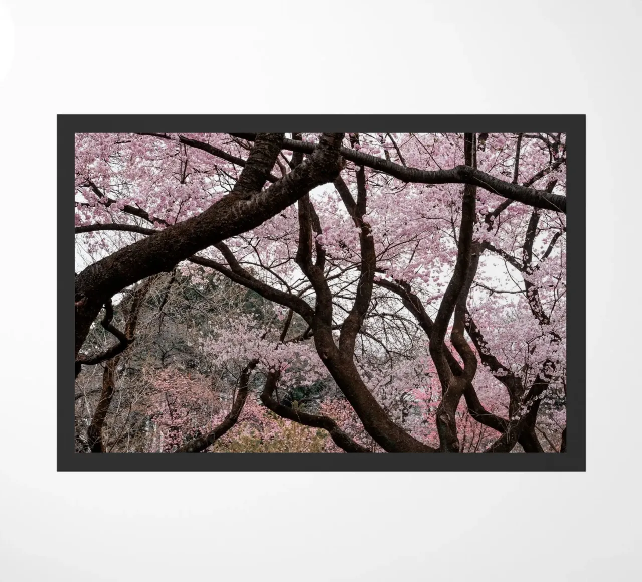 Fiori di ciliegio a Tokyo, Giappone zerbino da Marcel Bisig
