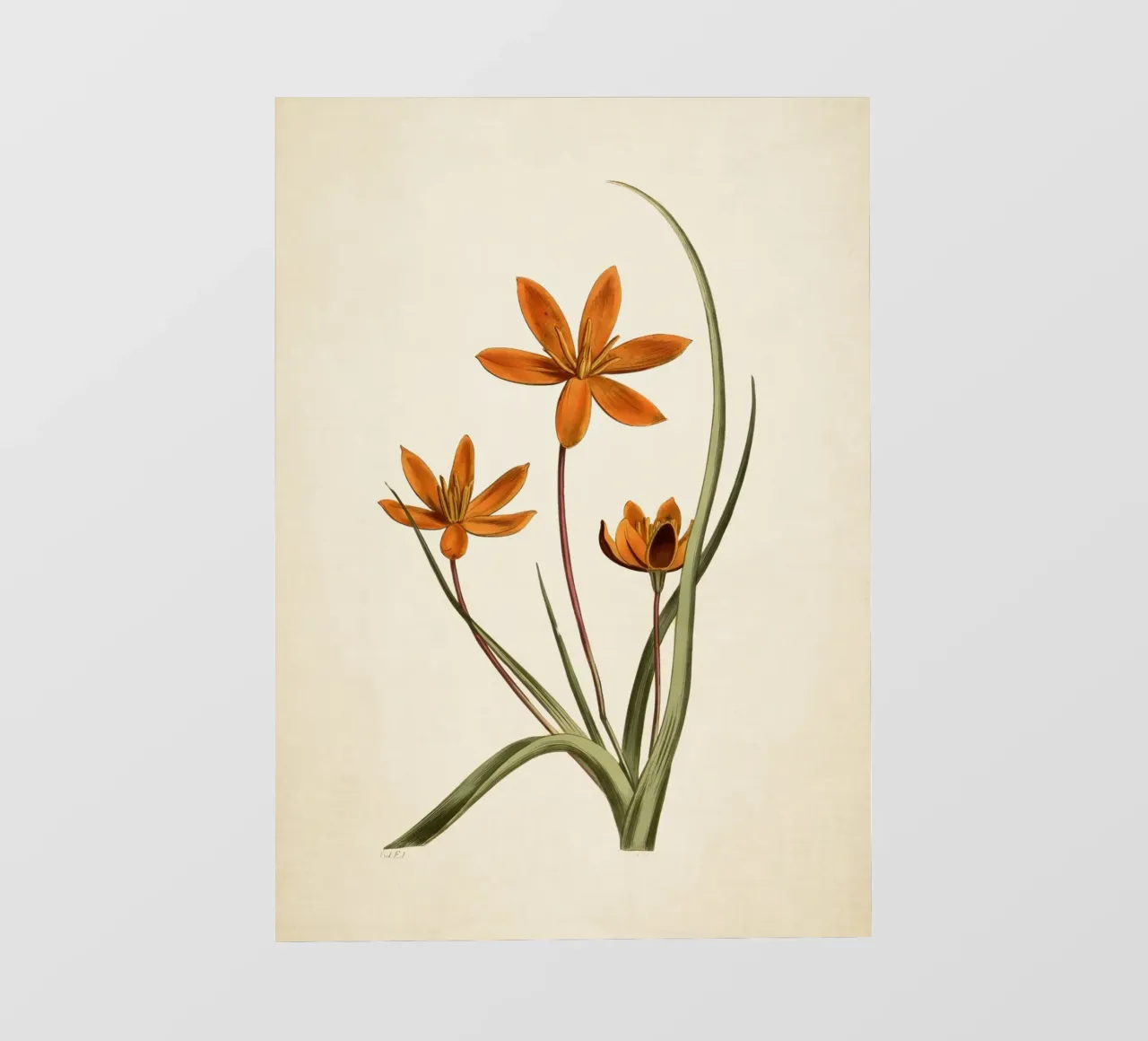 Stampa botanica arancione vintage di fiori di stella - Ar rustico floreale pellicola backlit da ClubArt