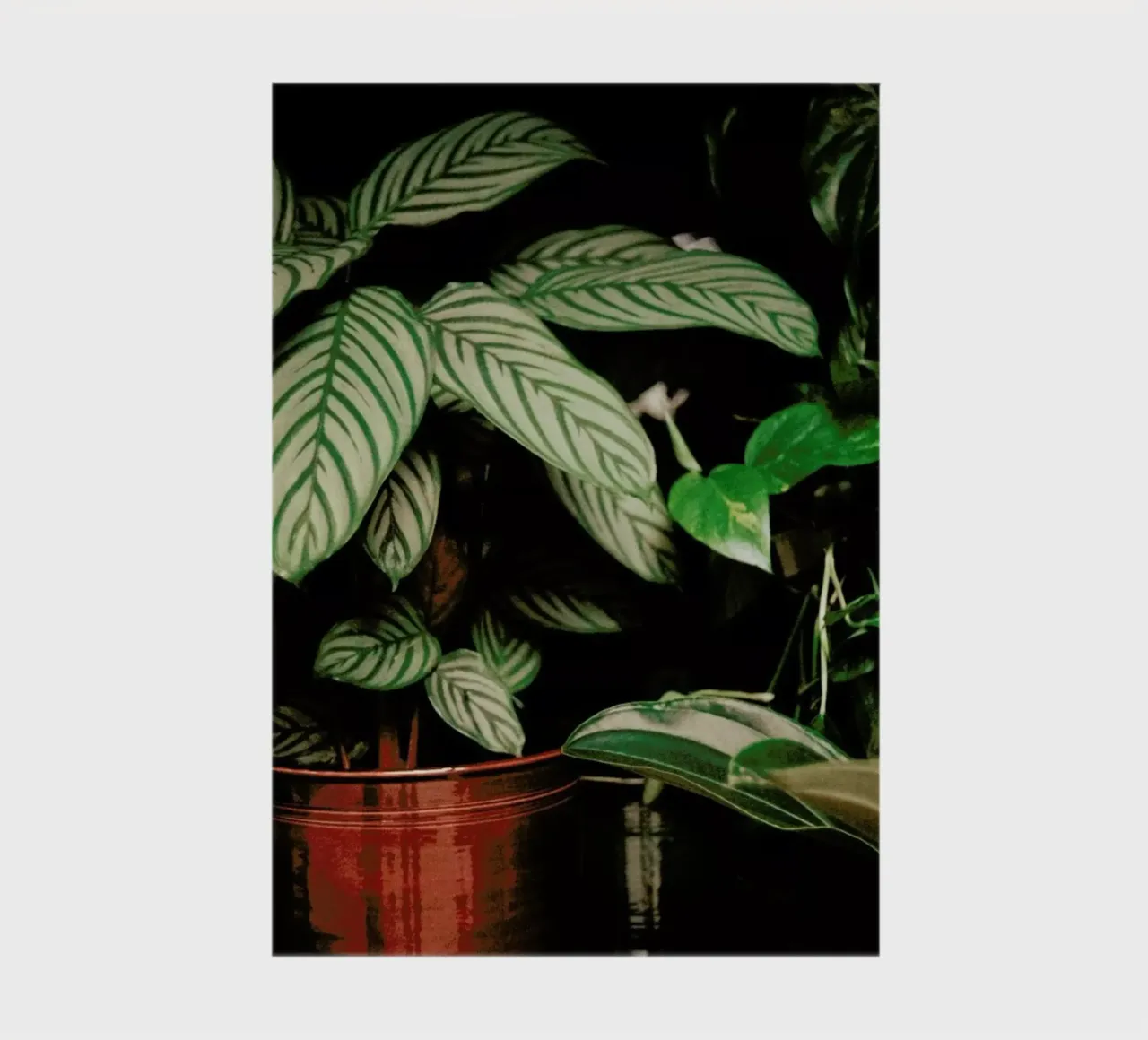 Analog Series The Plant Shop notebook by Sebastian Hilgetag