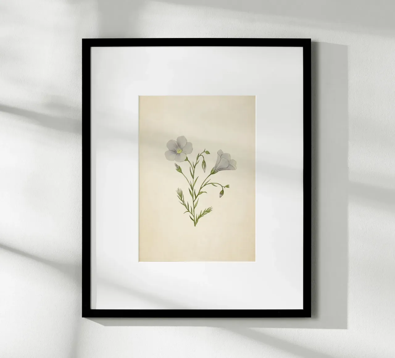Stampa botanica vintage di lino bianco - Delicata arte dei fiori selvatici poster con telaio in legno da ClubArt