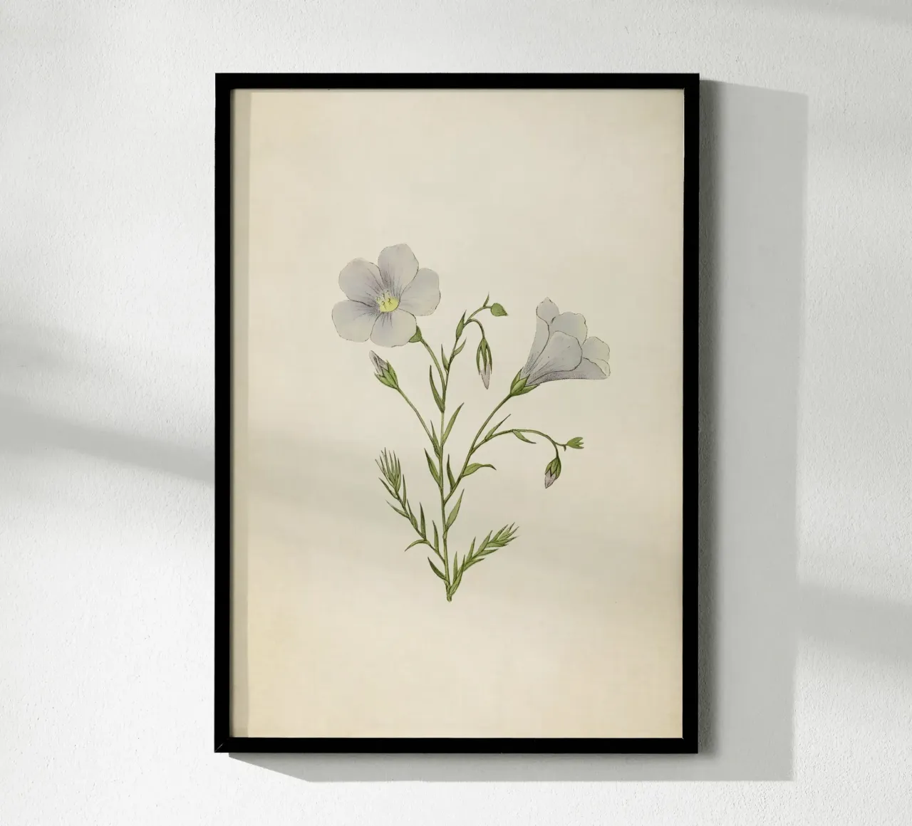 Stampa botanica vintage di lino bianco - Delicata arte dei fiori selvatici poster con telaio in legno da ClubArt
