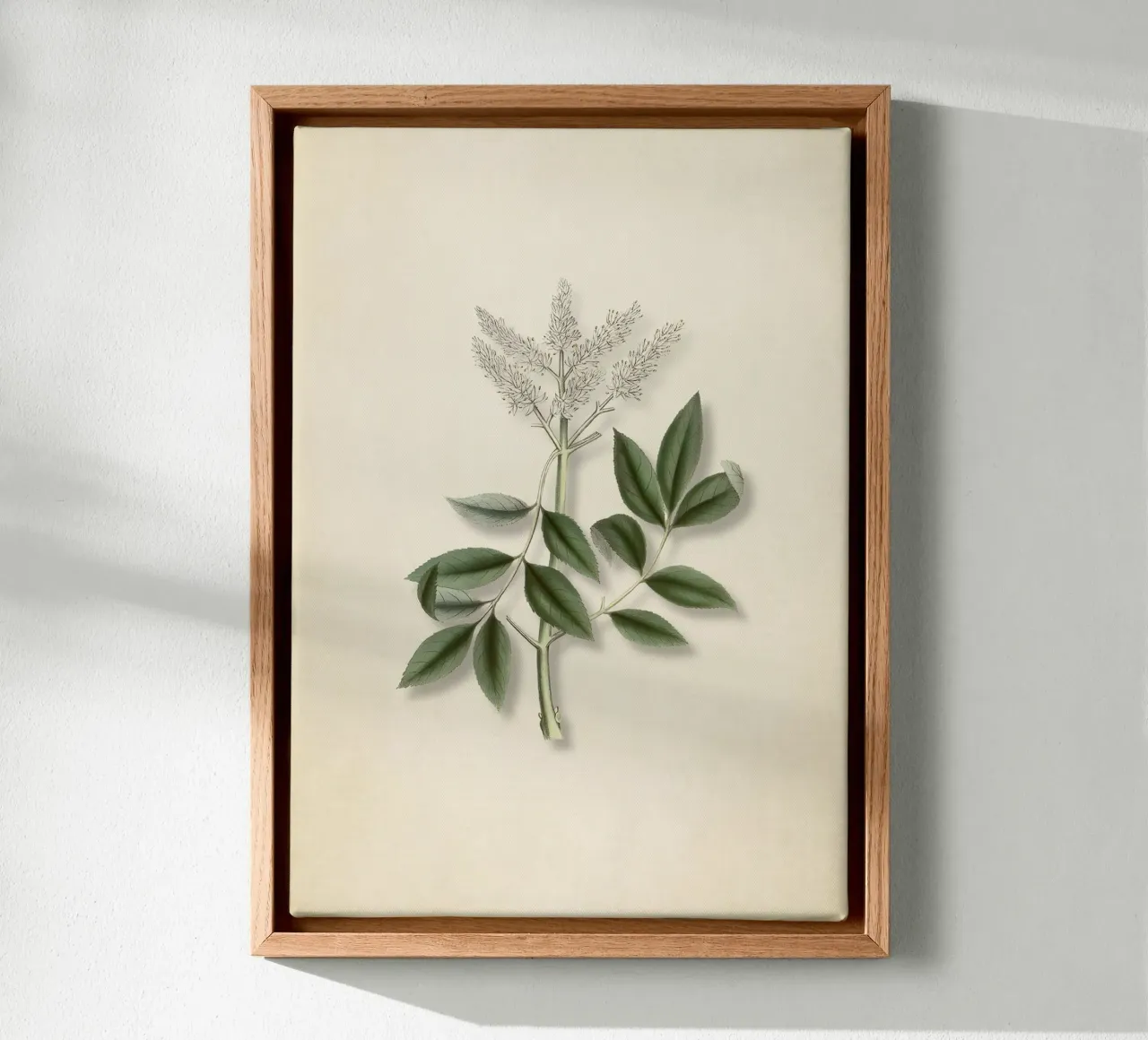 Botanische print van moerasspirea - Wild Kruid Natuur Kunst canvas met Baklijst van ClubArt