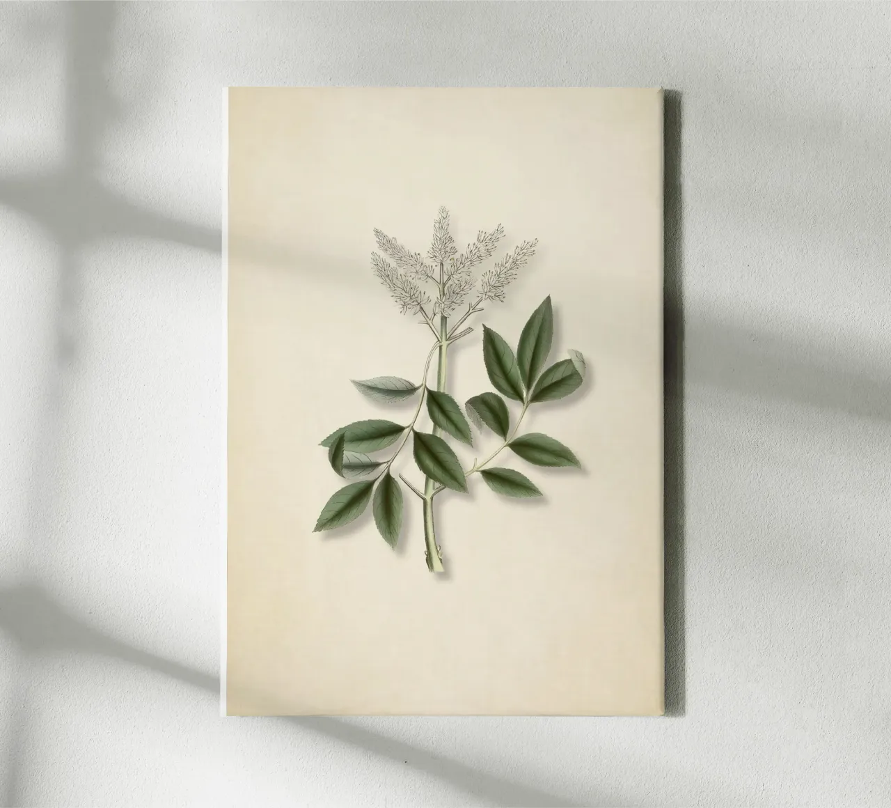Botanische print van moerasspirea - Wild Kruid Natuur Kunst canvas met Baklijst van ClubArt