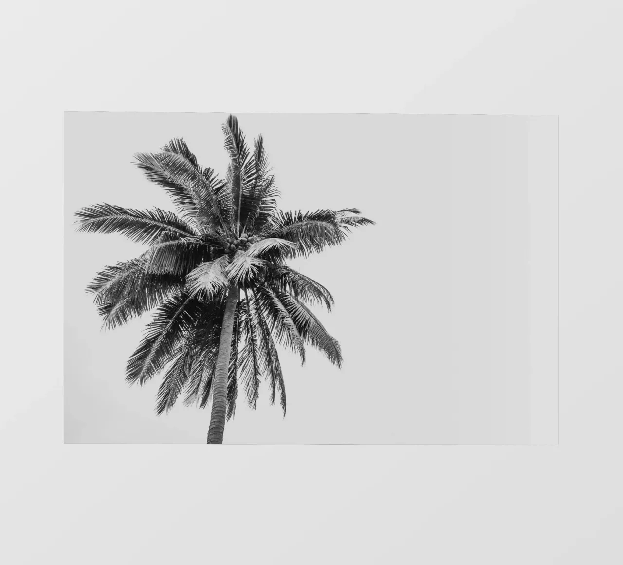 Tropical Palm tree in Indonesia telo in pvc da photolovers