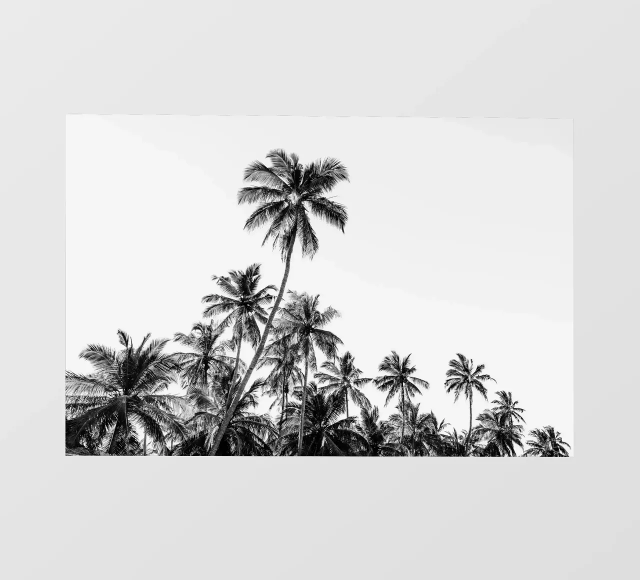 Tropical trees in Sri Lanka telo in pvc da photolovers