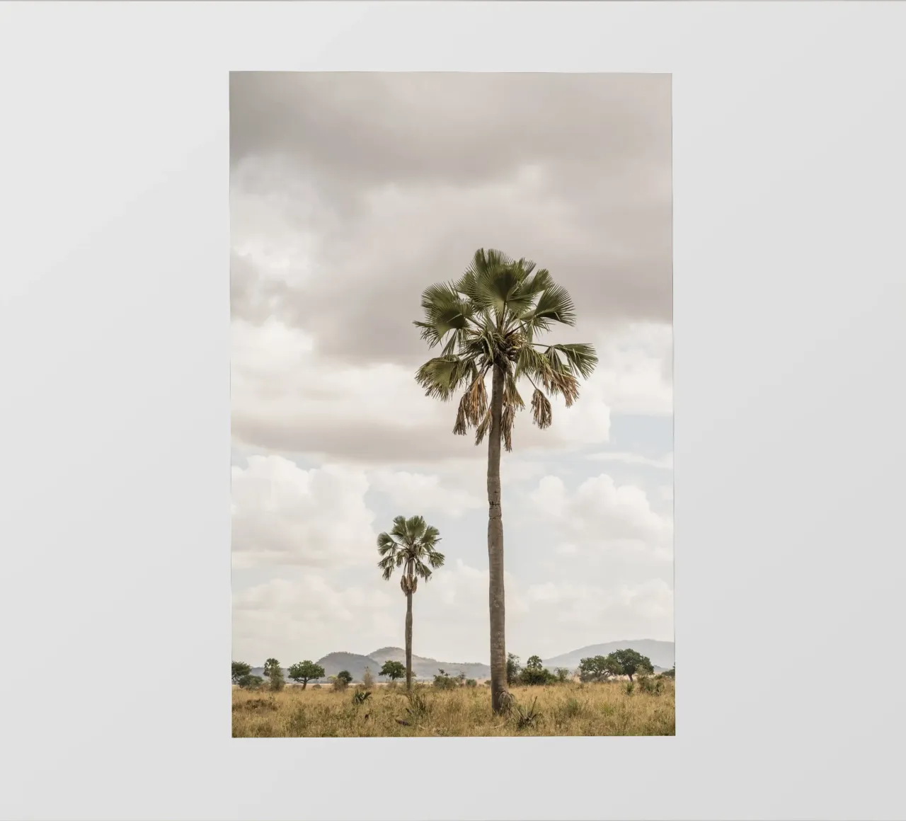 Palm trees in a park in Uganda papel para pared de photolovers