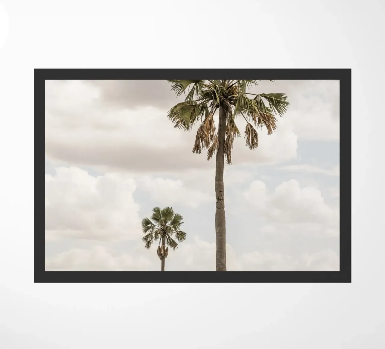 Palm trees in a park in Uganda zerbino da photolovers