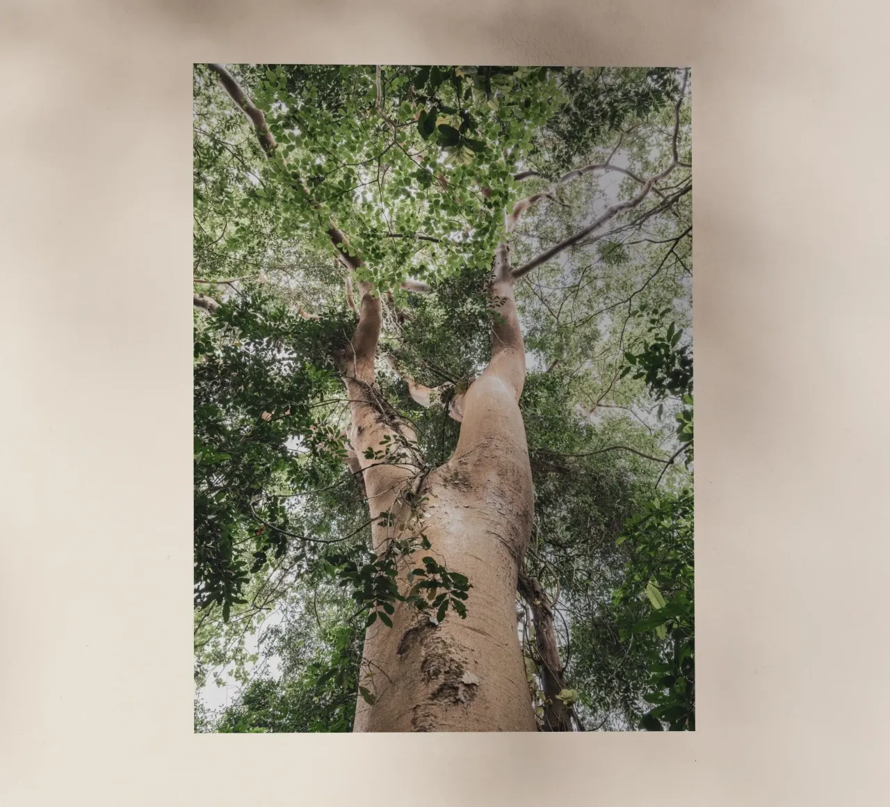Giant tree in Uganda pellicola backlit da photolovers