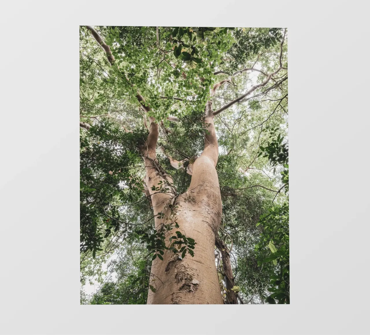 Giant tree in Uganda telo in pvc da photolovers