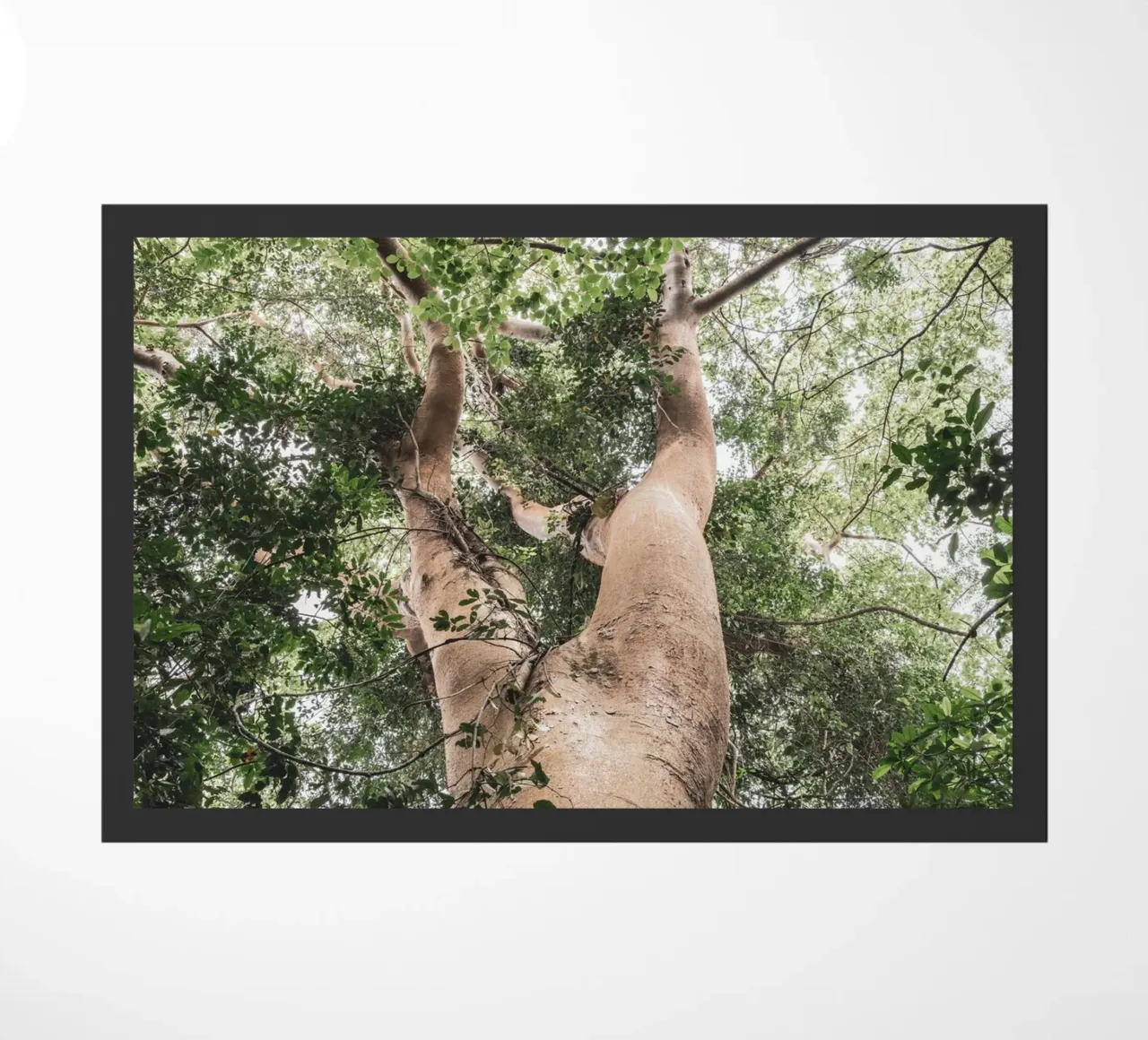 Giant tree in Uganda zerbino da photolovers
