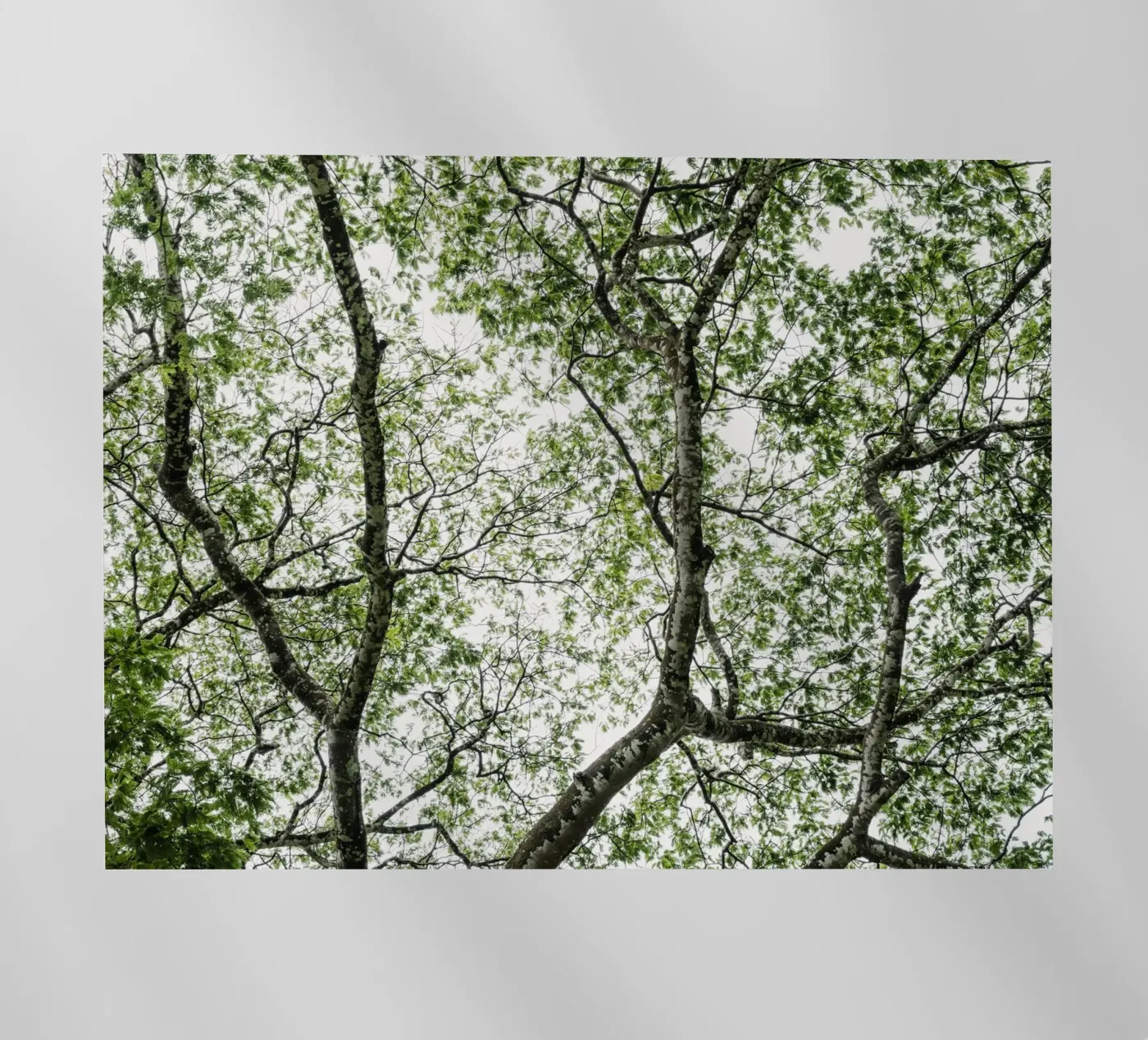 Budongo forest pellicola backlit da photolovers