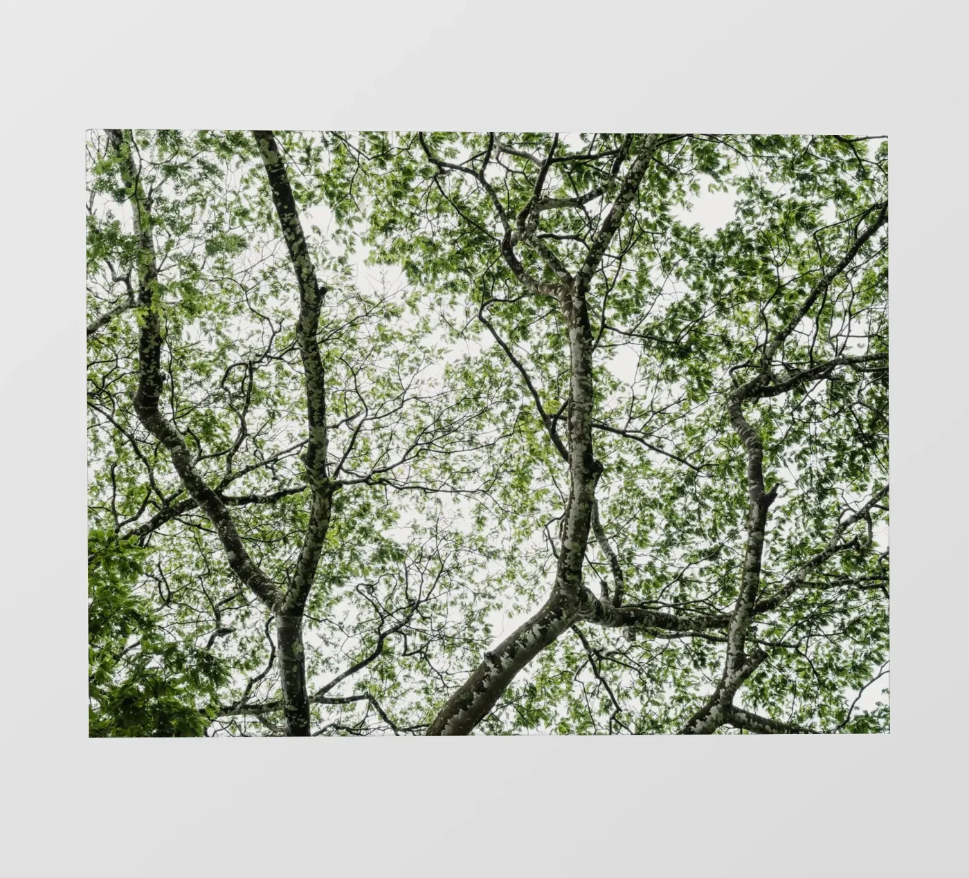 Budongo forest pellicola backlit da photolovers