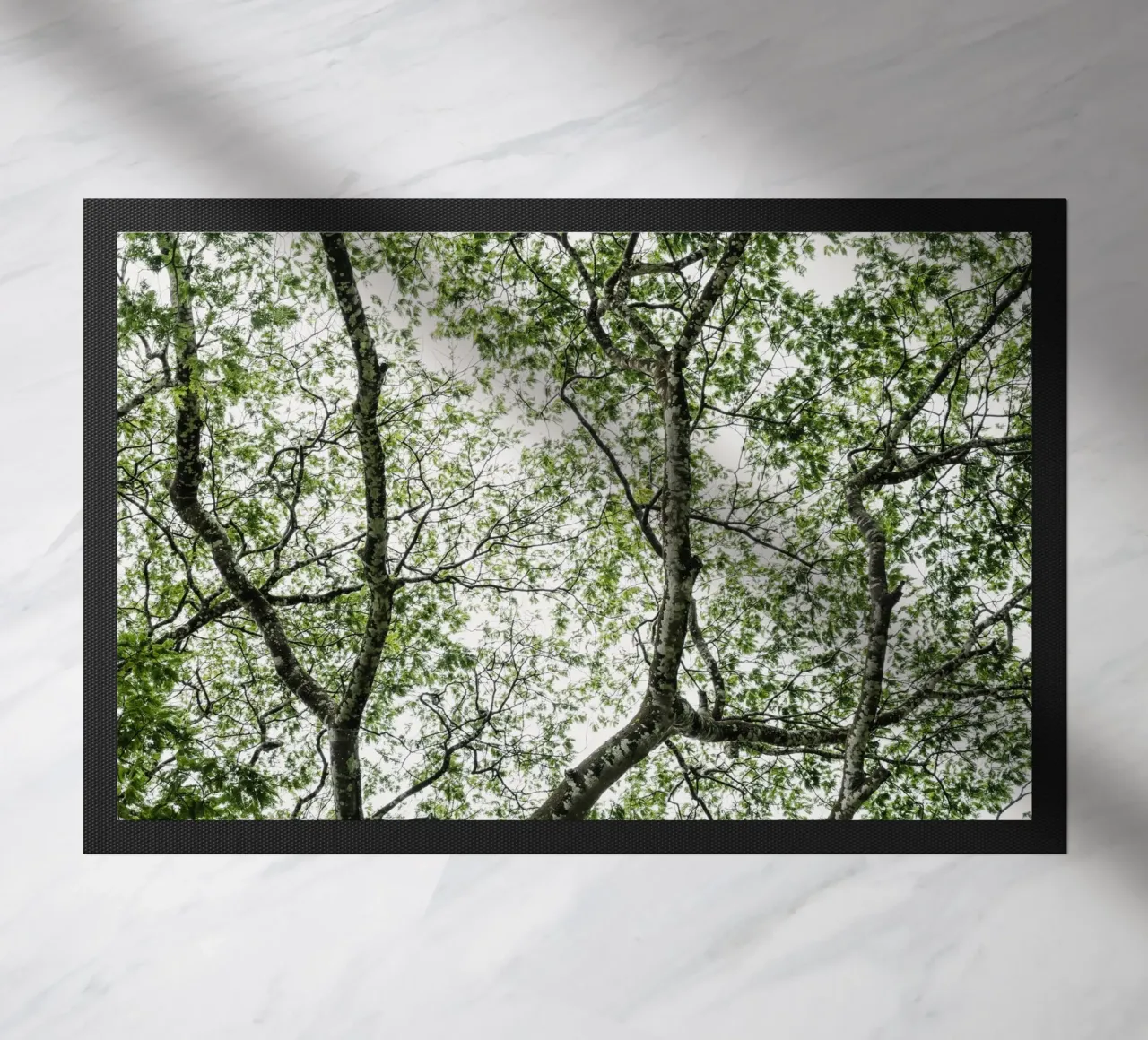 Budongo forest zerbino da photolovers