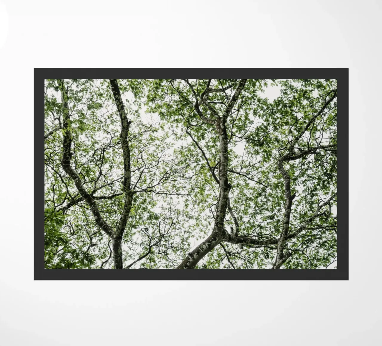 Budongo forest zerbino da photolovers