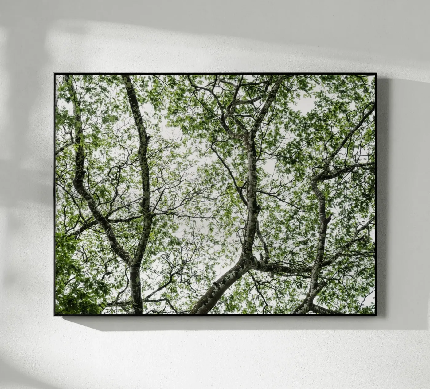 Budongo forest plexiglass da photolovers
