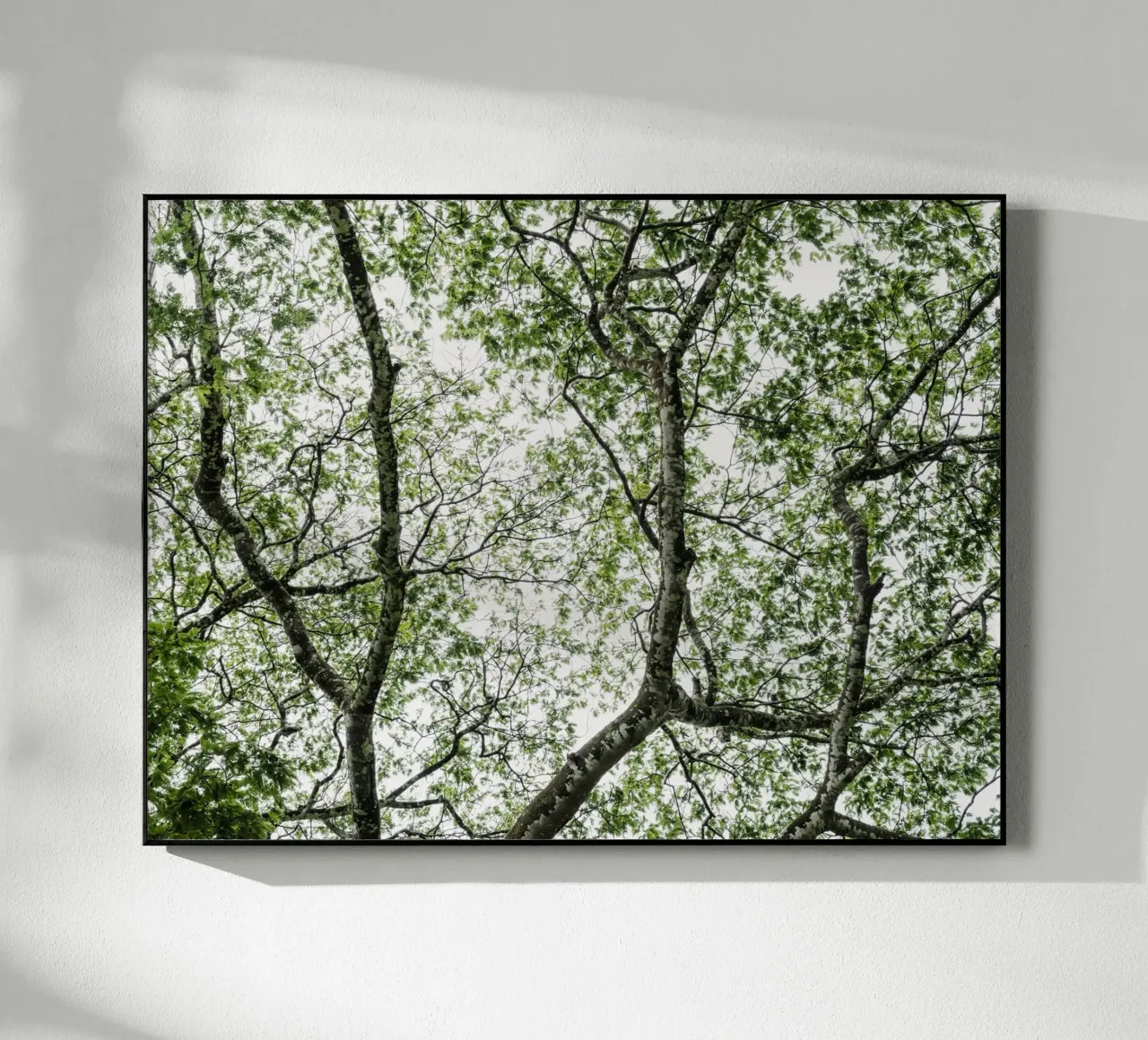 Budongo forest acrylic glass by photolovers
