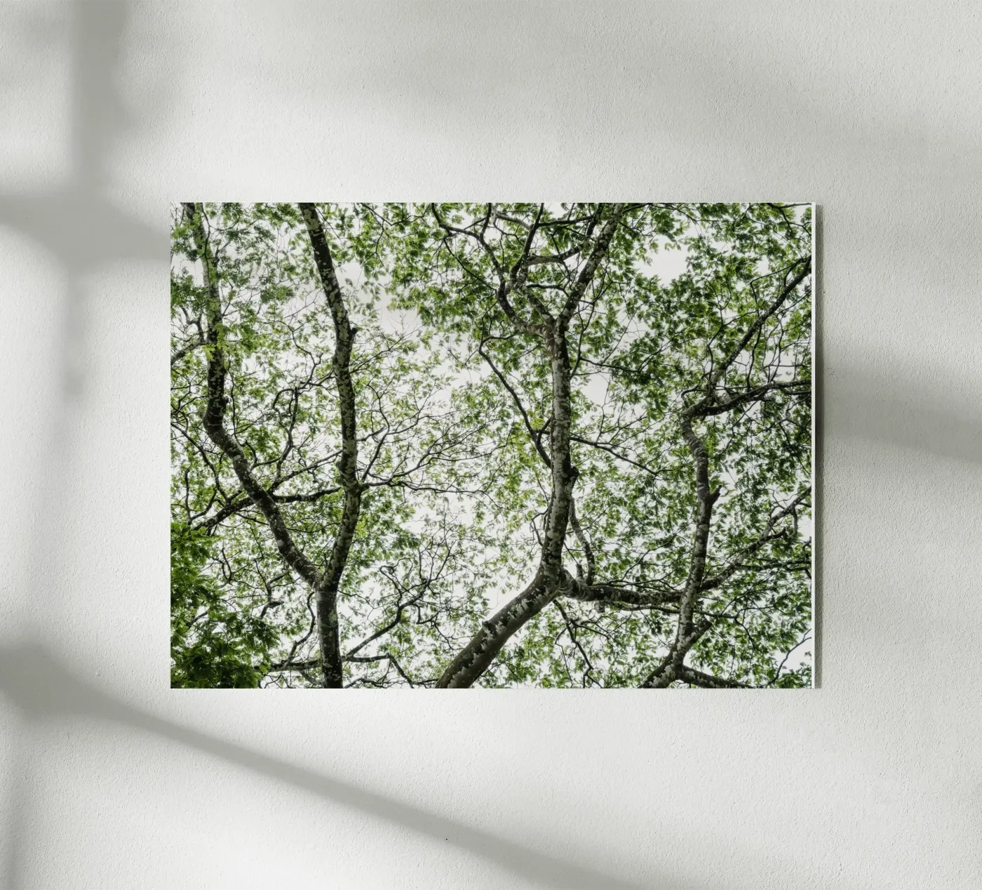 Budongo forest acrylic glass by photolovers