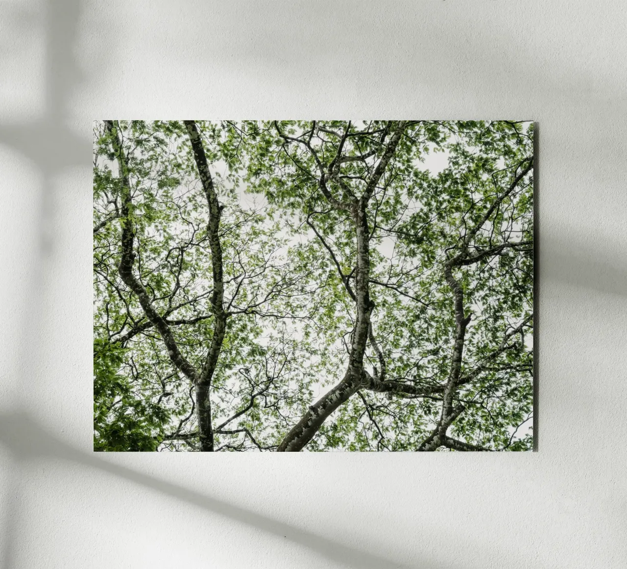 Budongo forest alluminio dibond da photolovers