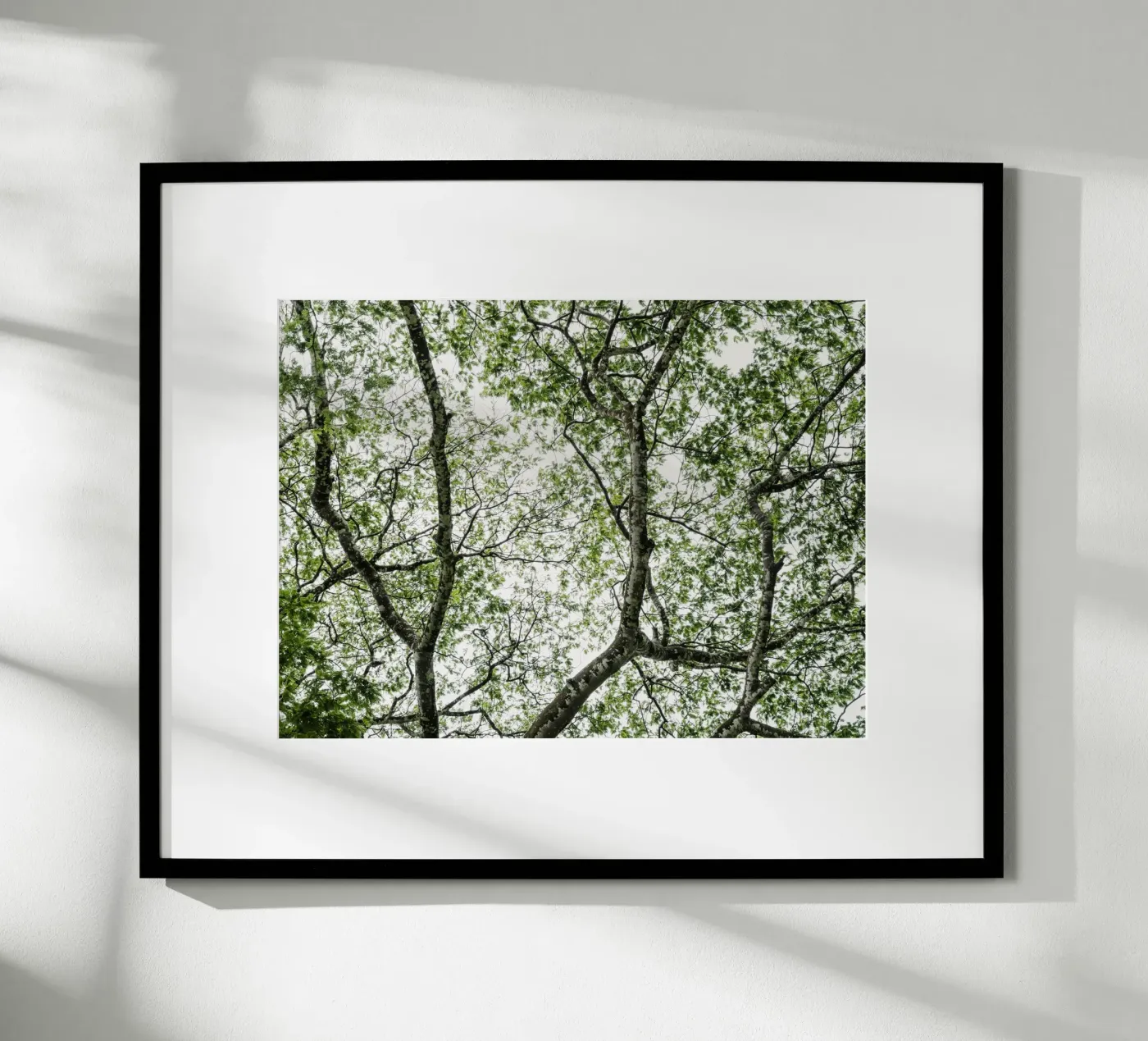 Budongo forest poster by photolovers