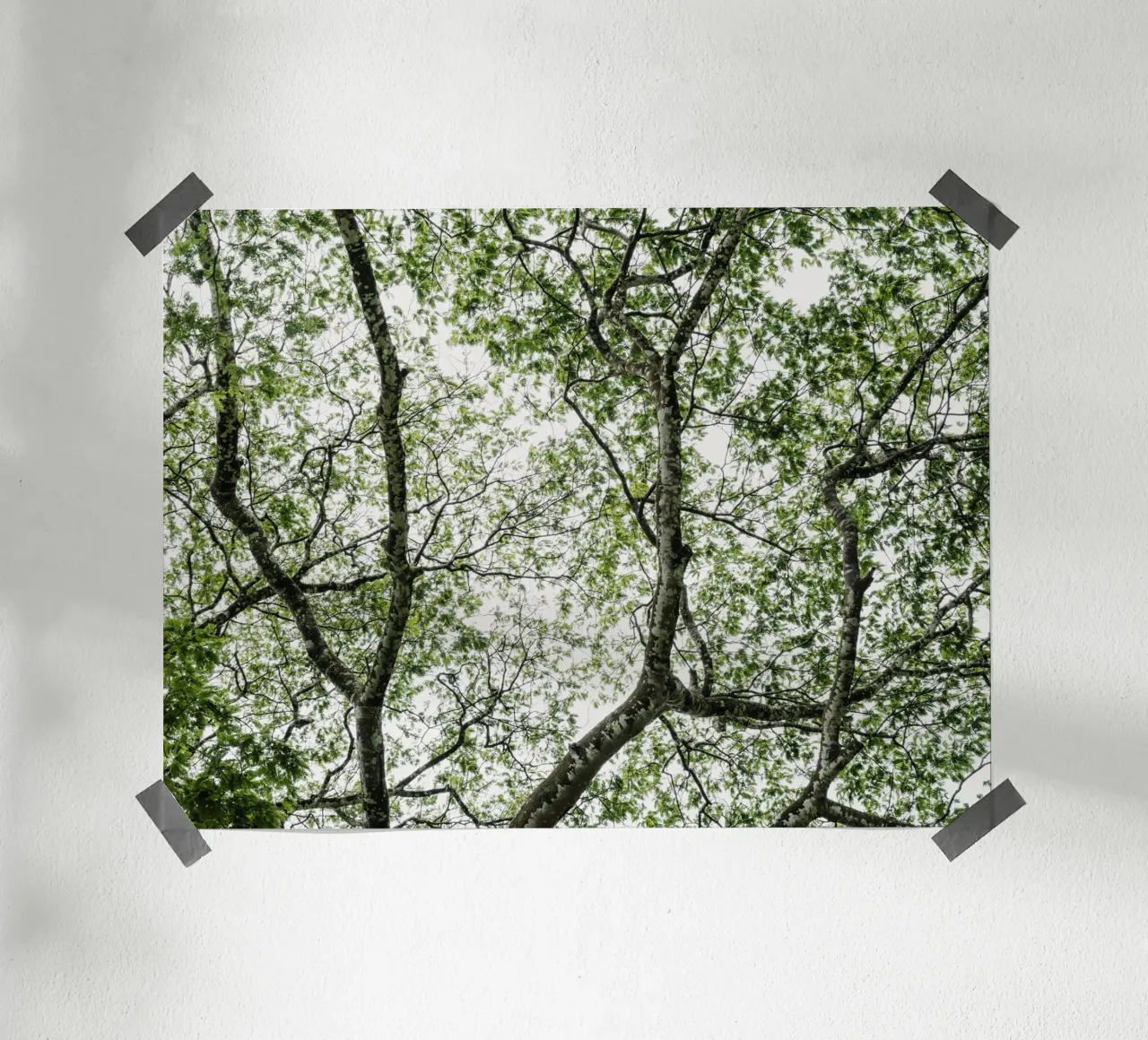 Budongo forest poster da photolovers