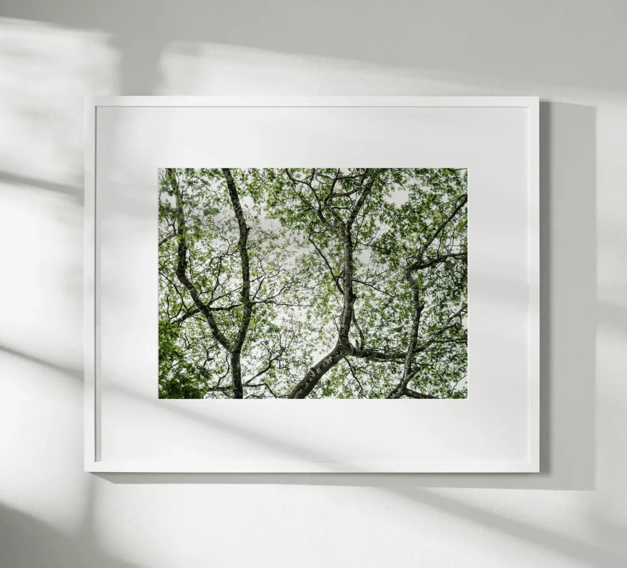 Budongo forest poster da photolovers