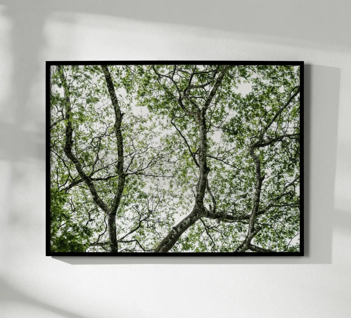 Budongo forest poster by photolovers