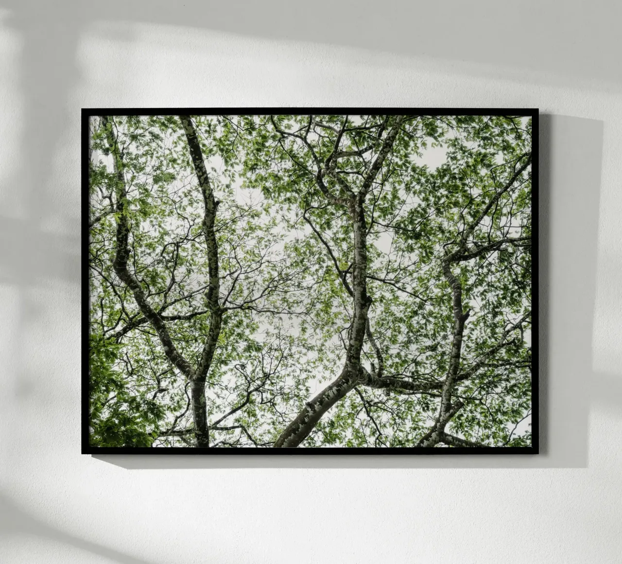 Budongo forest poster da photolovers