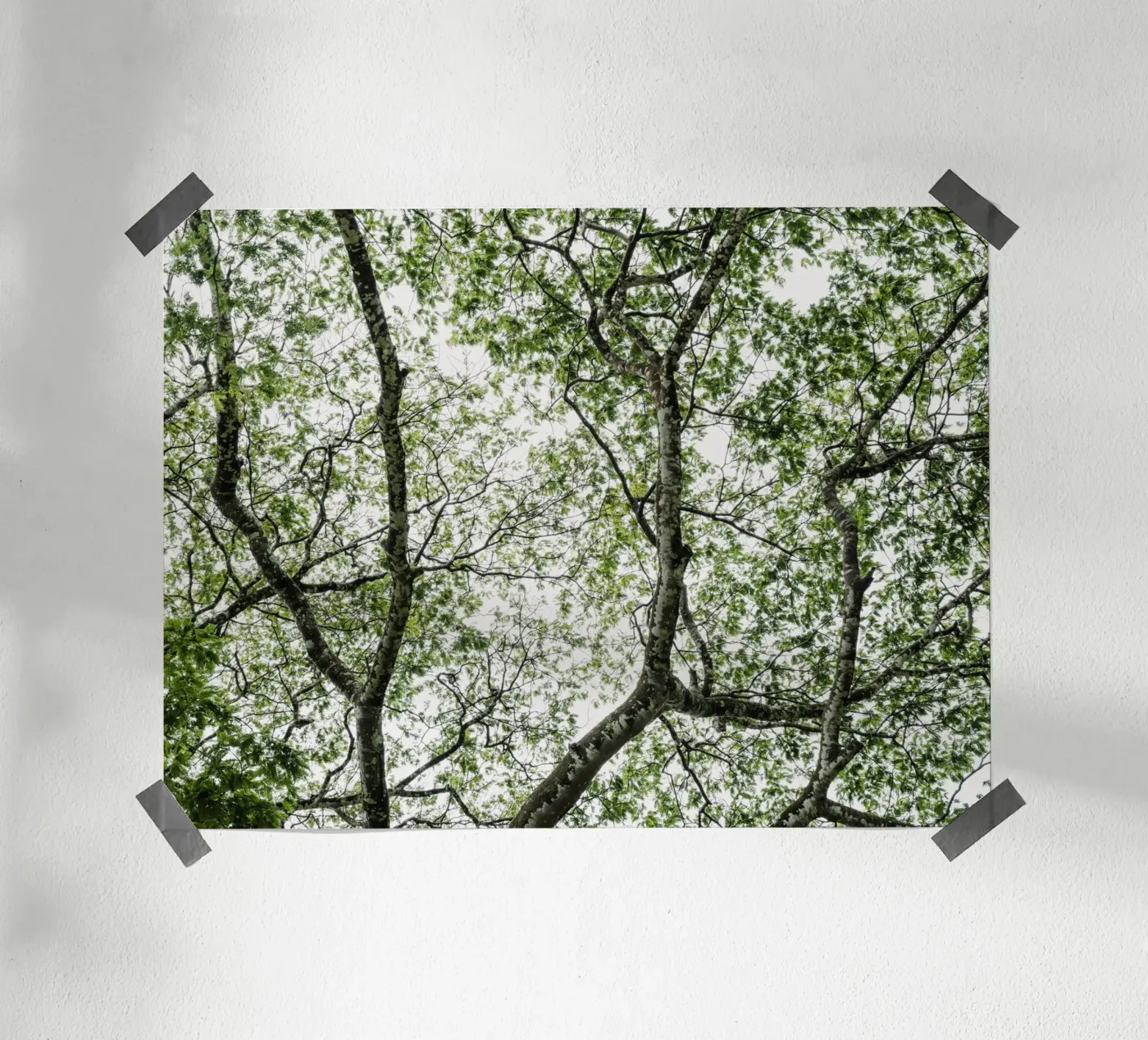 Budongo forest poster da photolovers