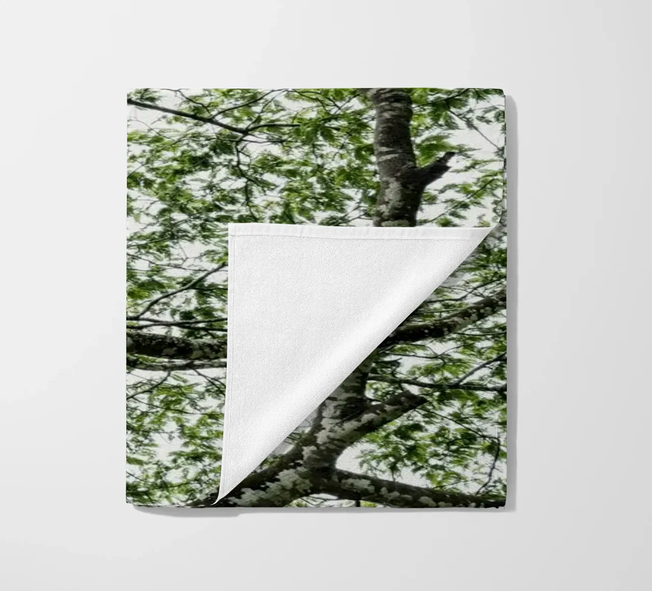 Budongo forest telo mare da photolovers