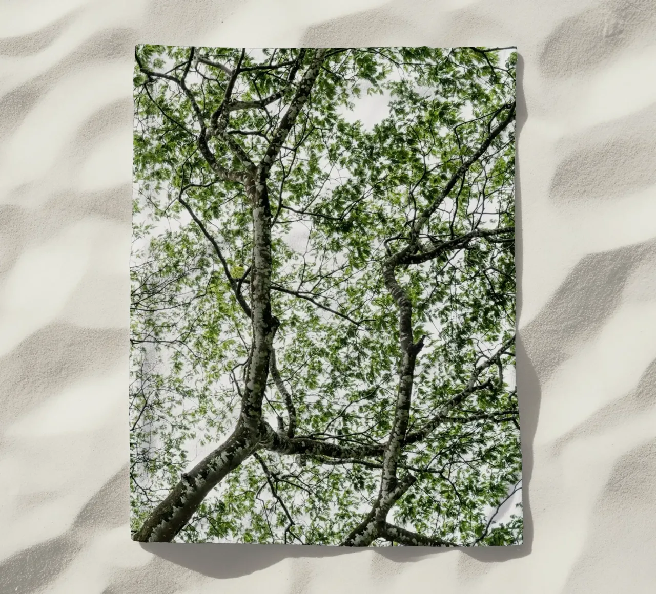 Budongo forest telo mare da photolovers