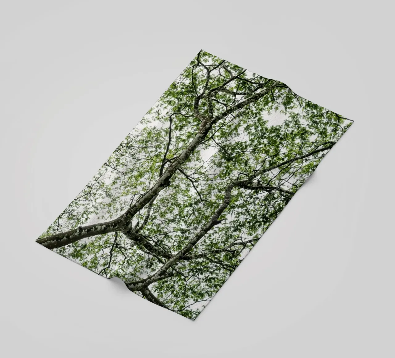 Budongo forest telo mare da photolovers