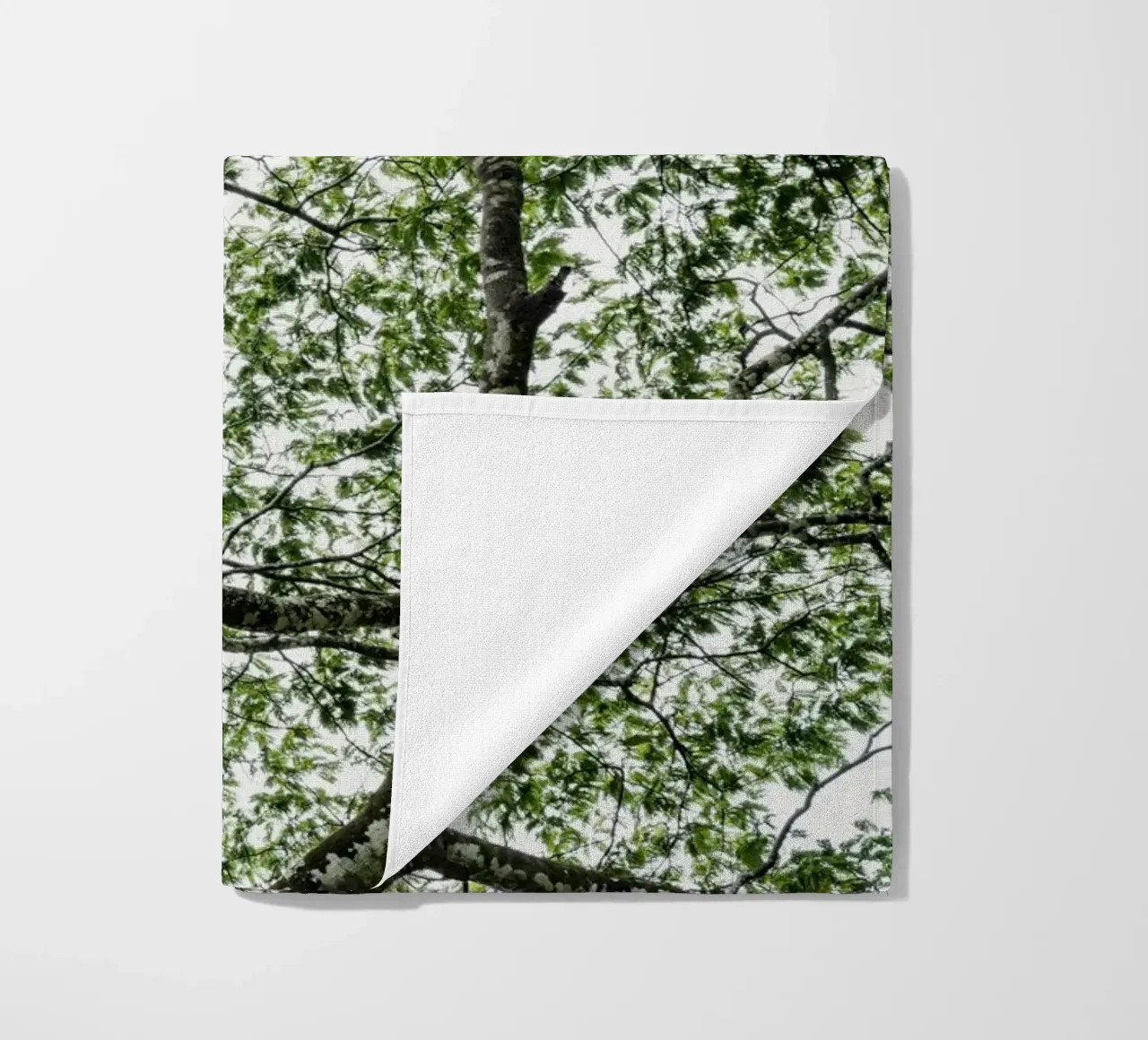 Budongo forest telo mare da photolovers