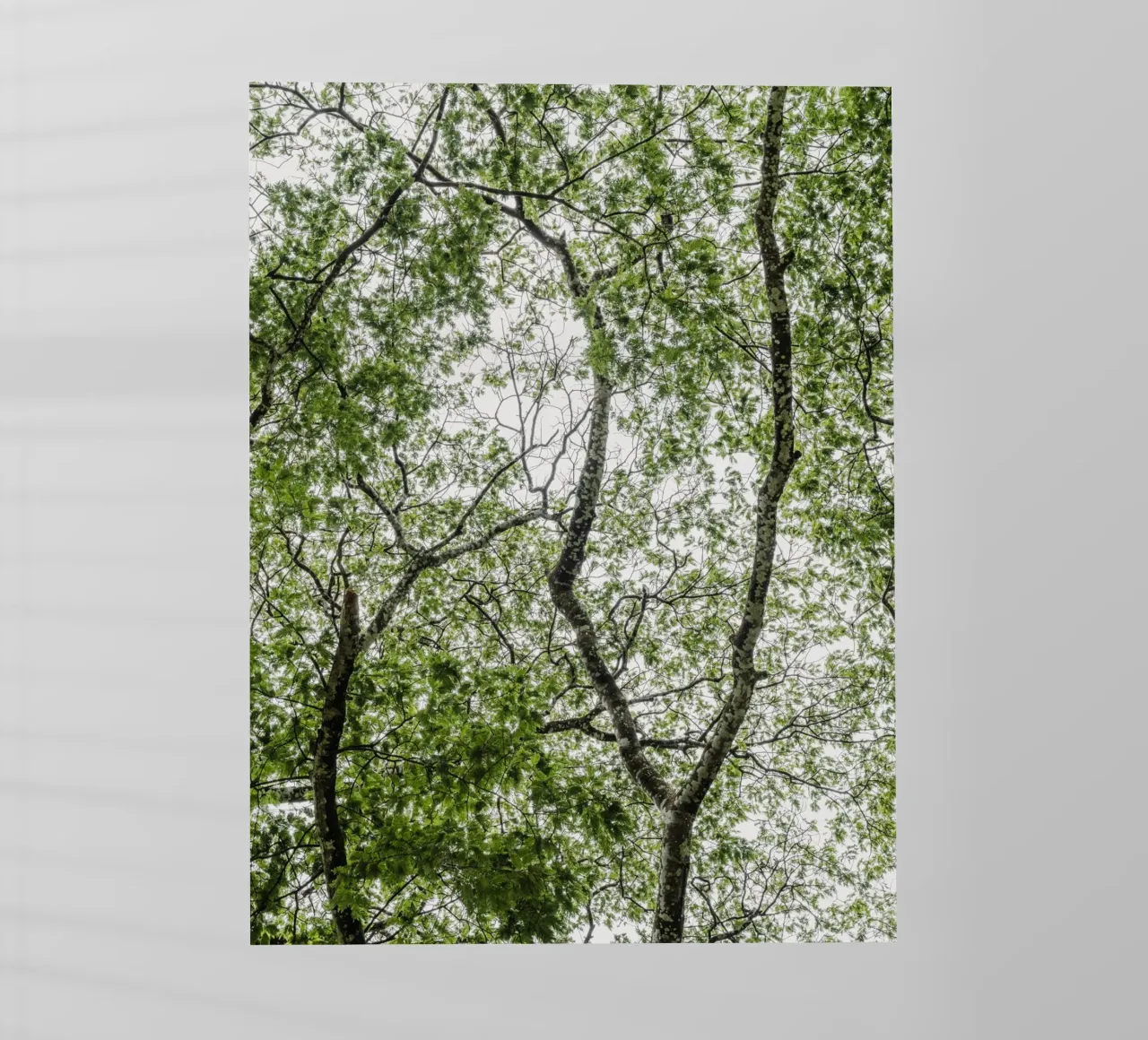 Tree in a forest pellicola backlit da photolovers