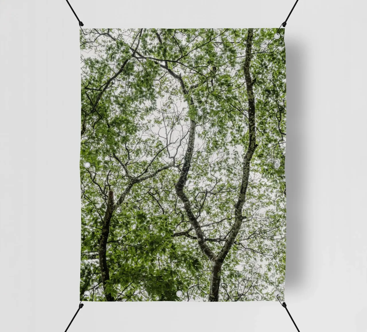 Tree in a forest telo in pvc da photolovers