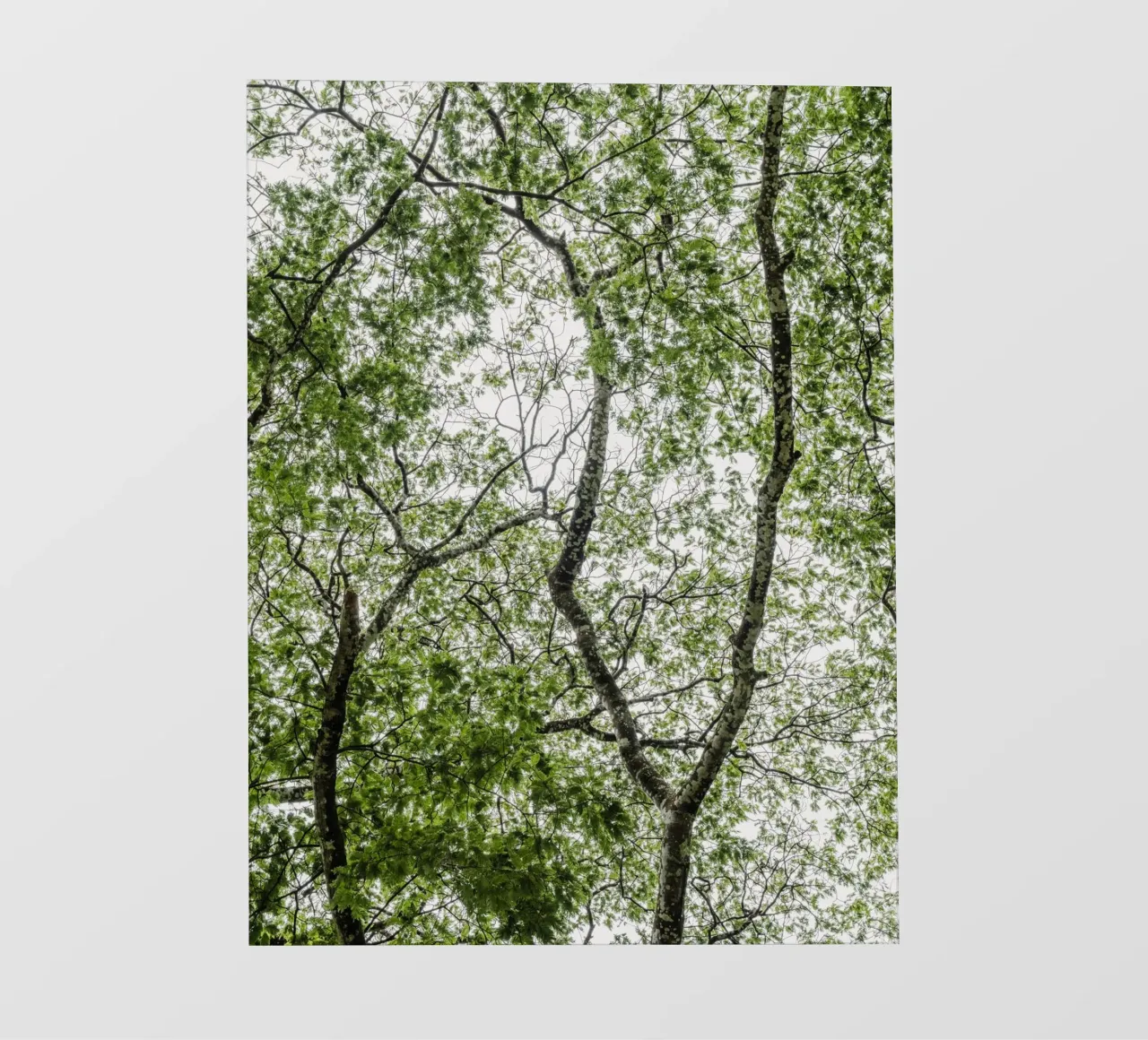 Tree in a forest telo in pvc da photolovers