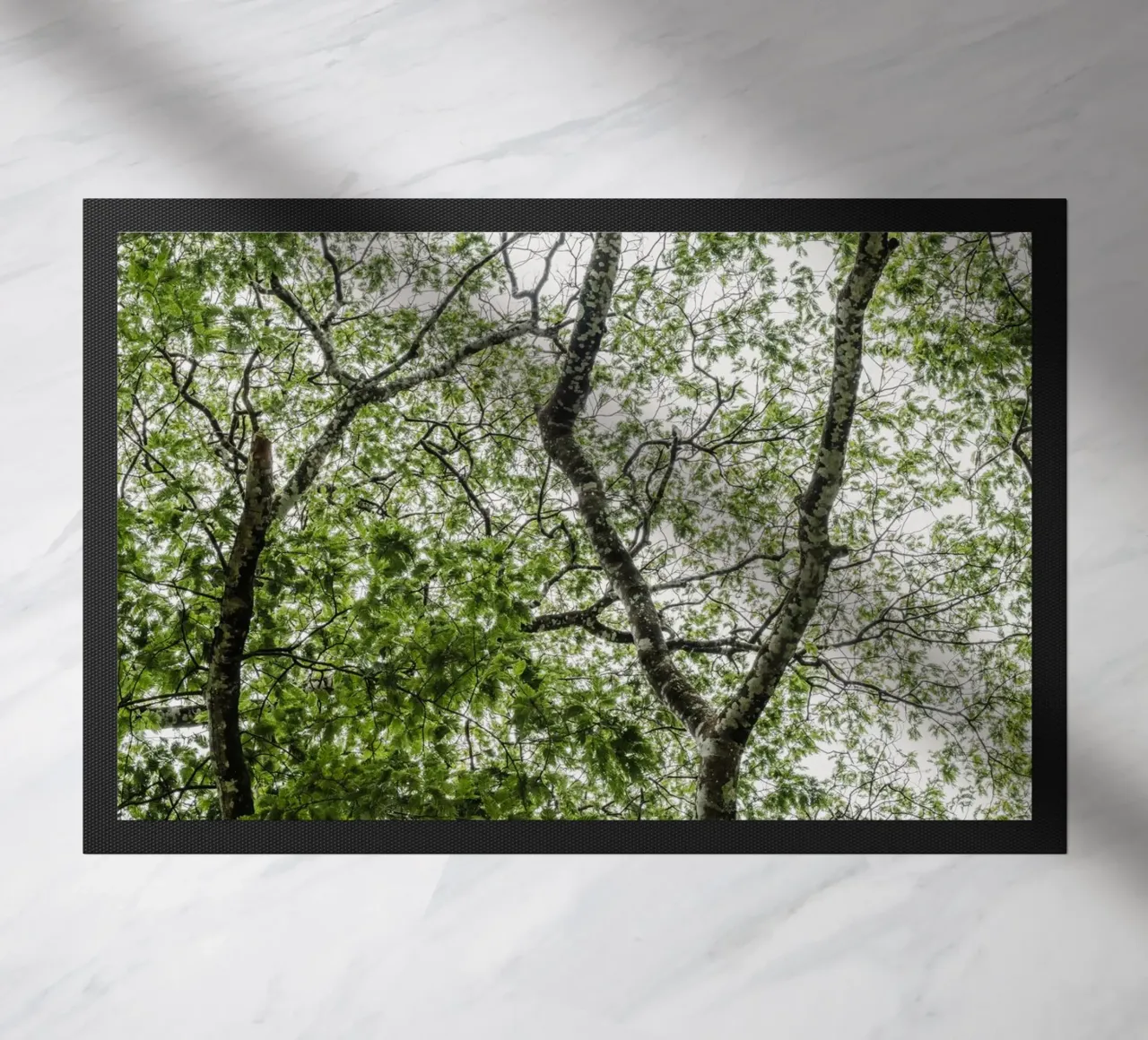 Tree in a forest zerbino da photolovers