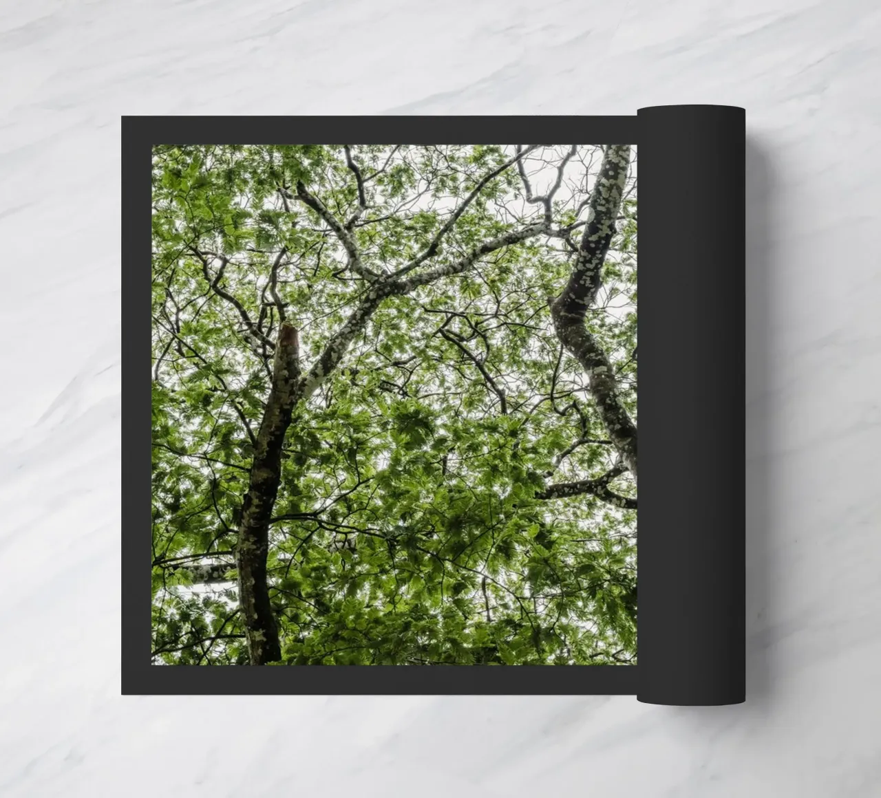 Tree in a forest zerbino da photolovers