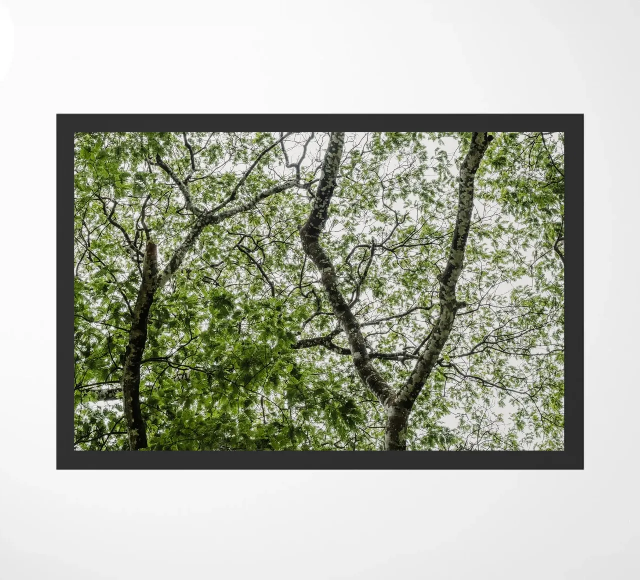 Tree in a forest zerbino da photolovers