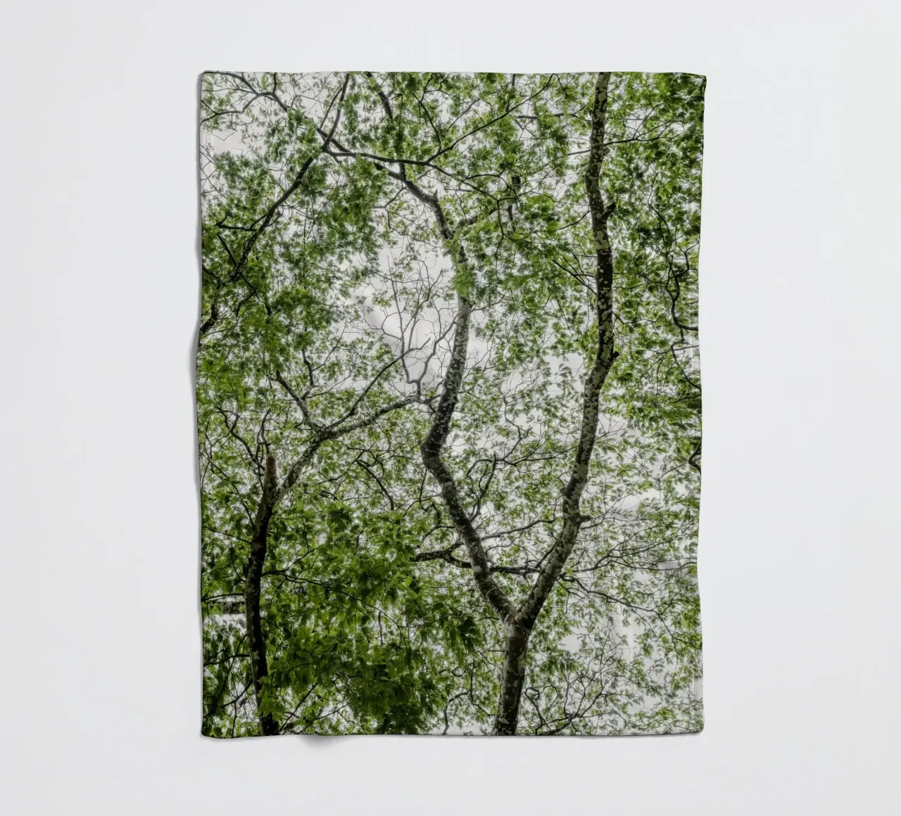 Tree in a forest coperta in pile da photolovers