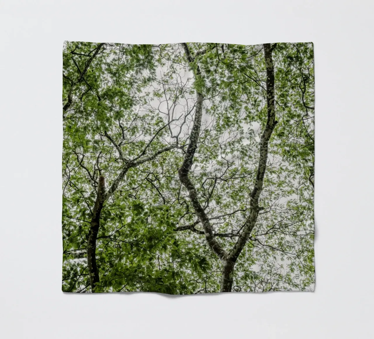 Tree in a forest coperta in pile da photolovers