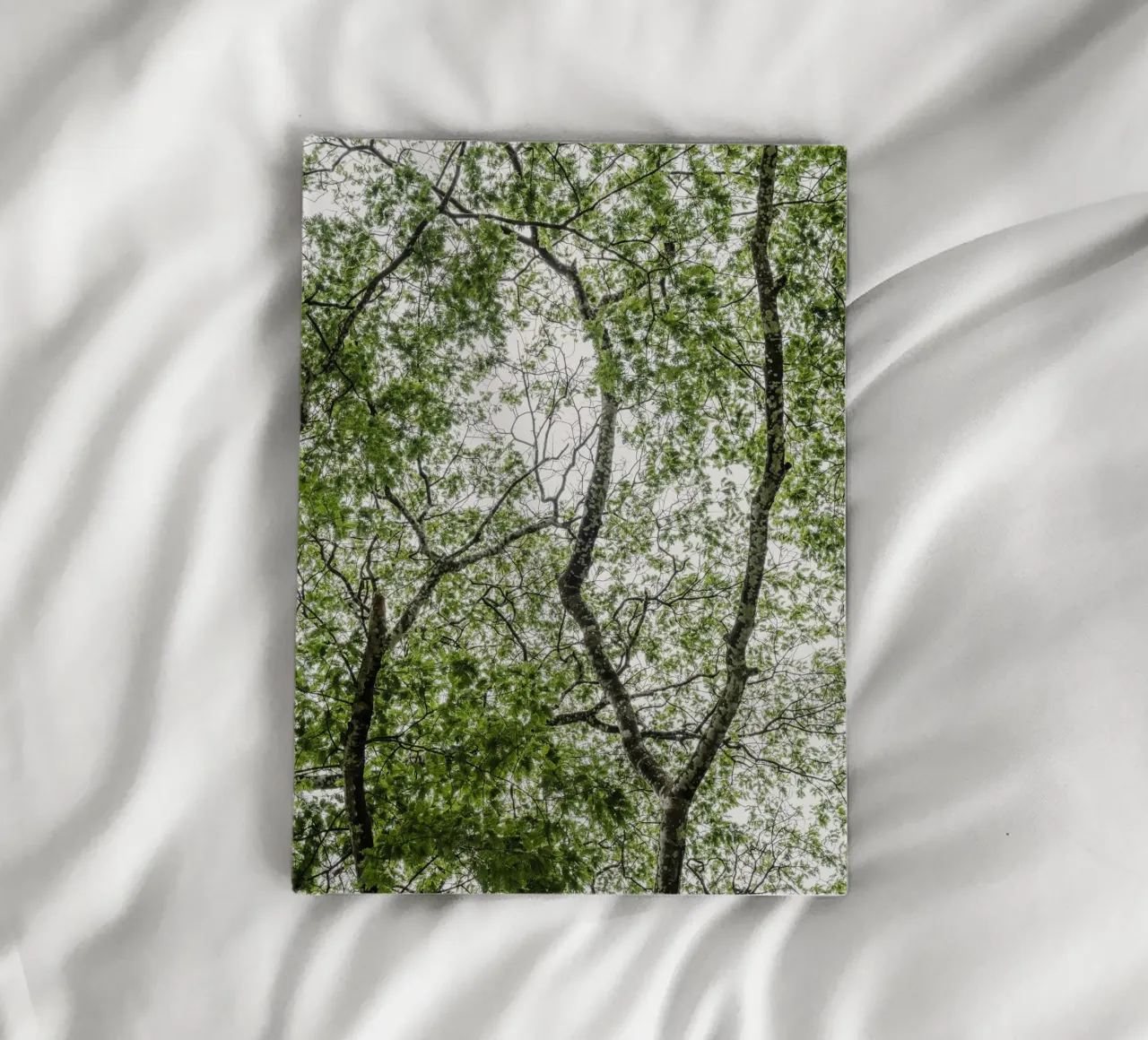 Tree in a forest notebook by photolovers