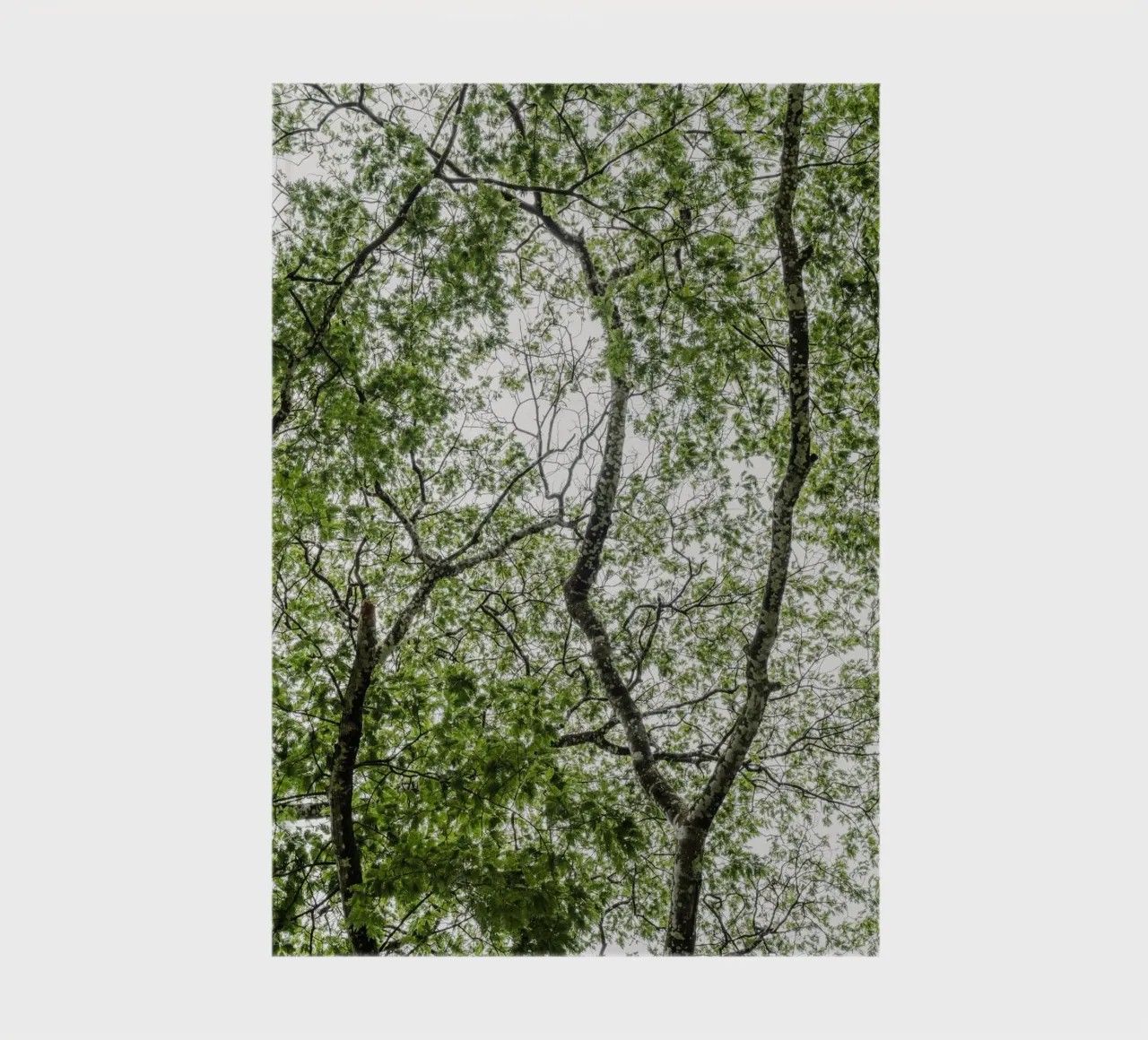Tree in a forest notebook by photolovers
